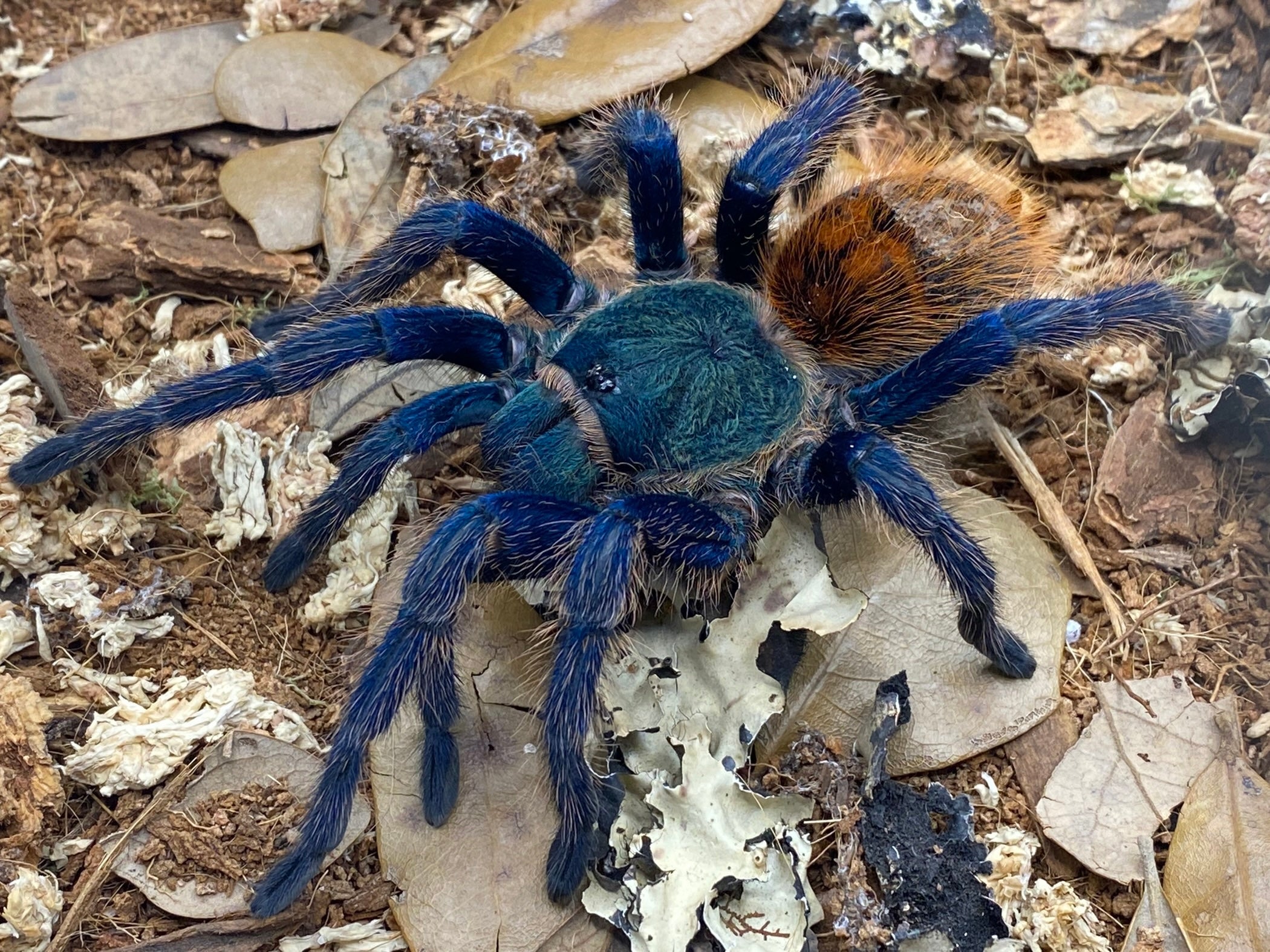 Chromatopelma cyaneopubescens - Green Bottle Blue Tarantula for Sale | Live Arrival Guarantee