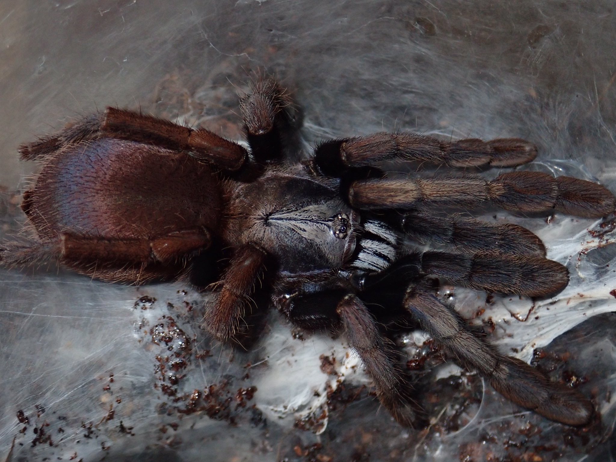 Cilantica sp Kali - Kali Earth Tiger Tarantula for Sale | Live Arrival Guarantee