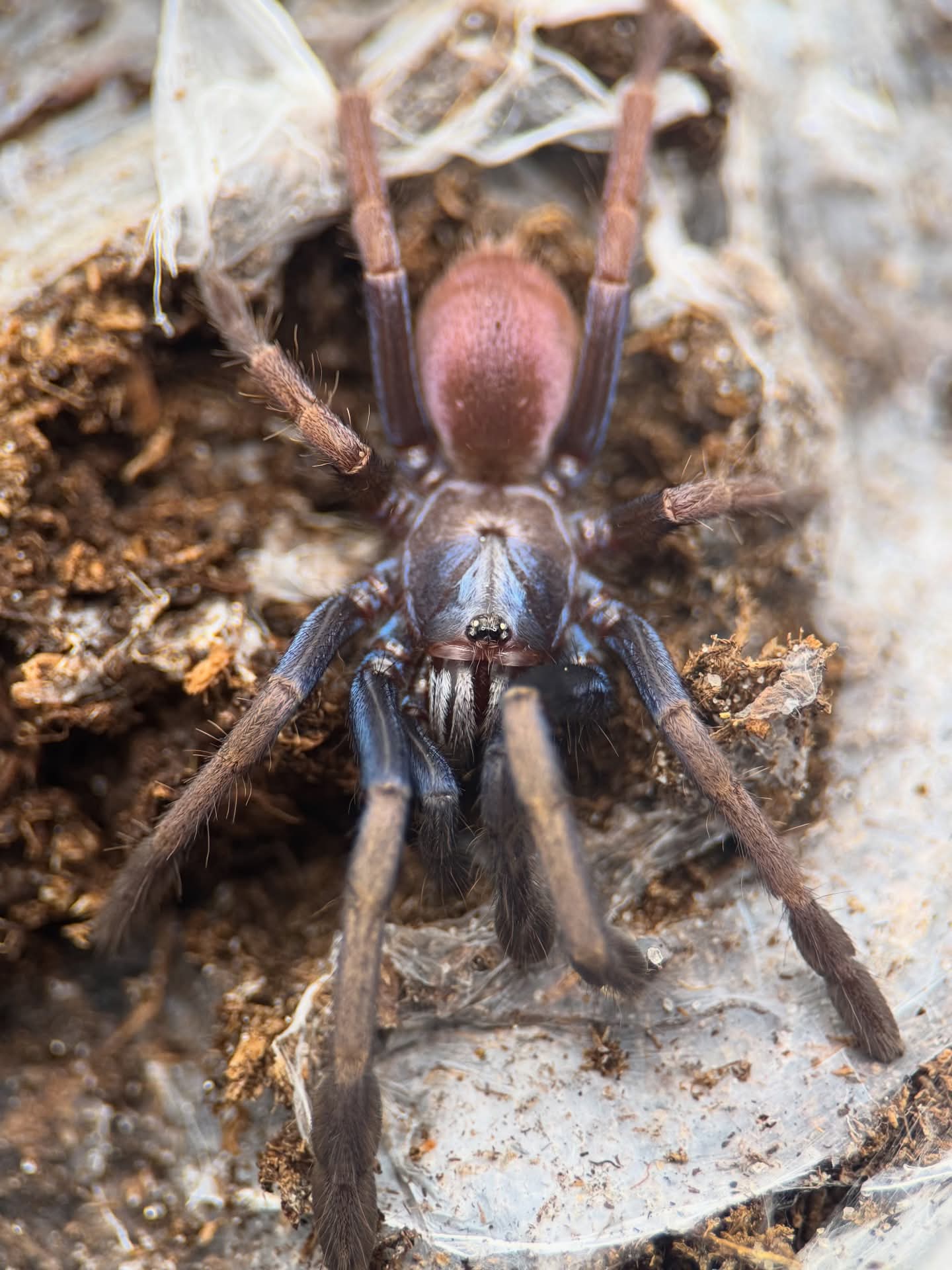 Cilantica psychedelicus - Psychedelic Earth Tiger Tarantula for Sale | Live Arrival Guarantee