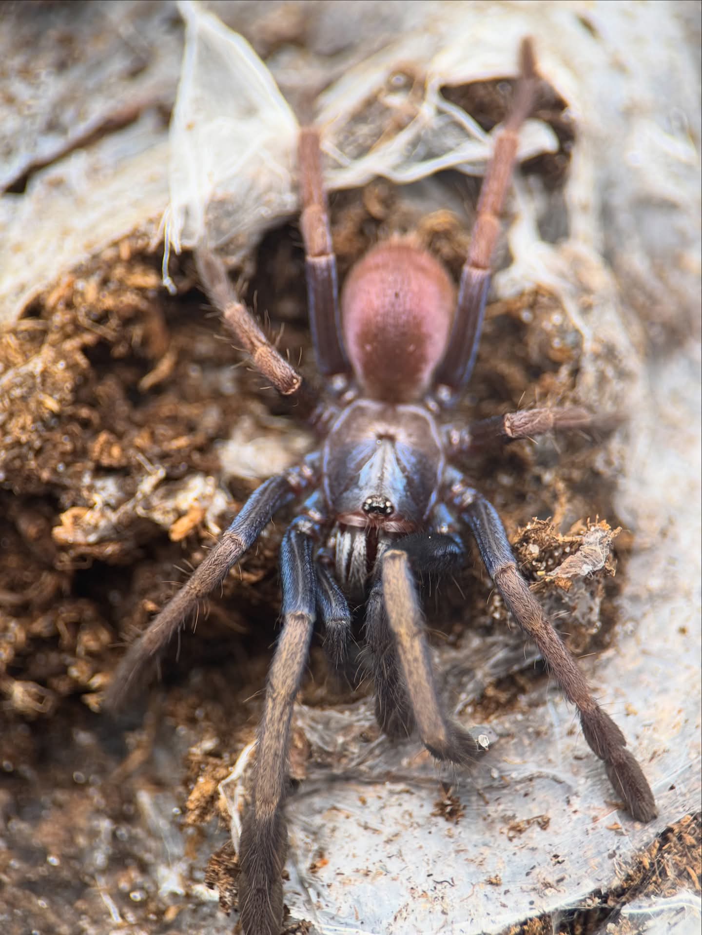 Cilantica psychedelicus - Psychedelic Earth Tiger Tarantula for Sale | Live Arrival Guarantee