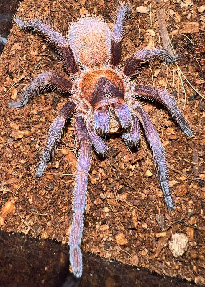 Citharacanthus cyaneus - Cuban Orange Violet Dwarf Tarantula for Sale | Live Arrival Guarantee