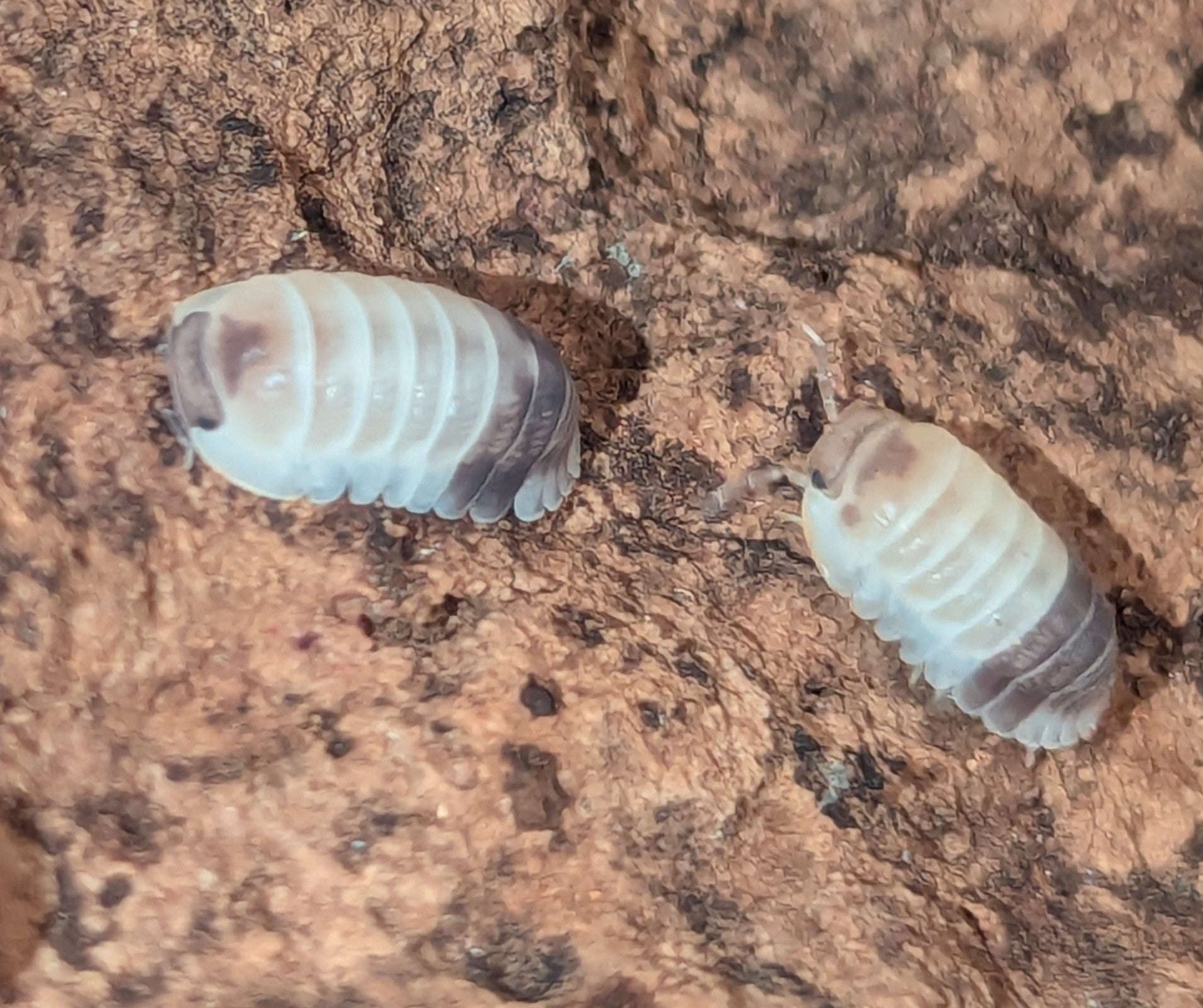 Cubaris sp Tapir Panda – Stunning High-Contrast Isopod | Live Arrival Guarantee