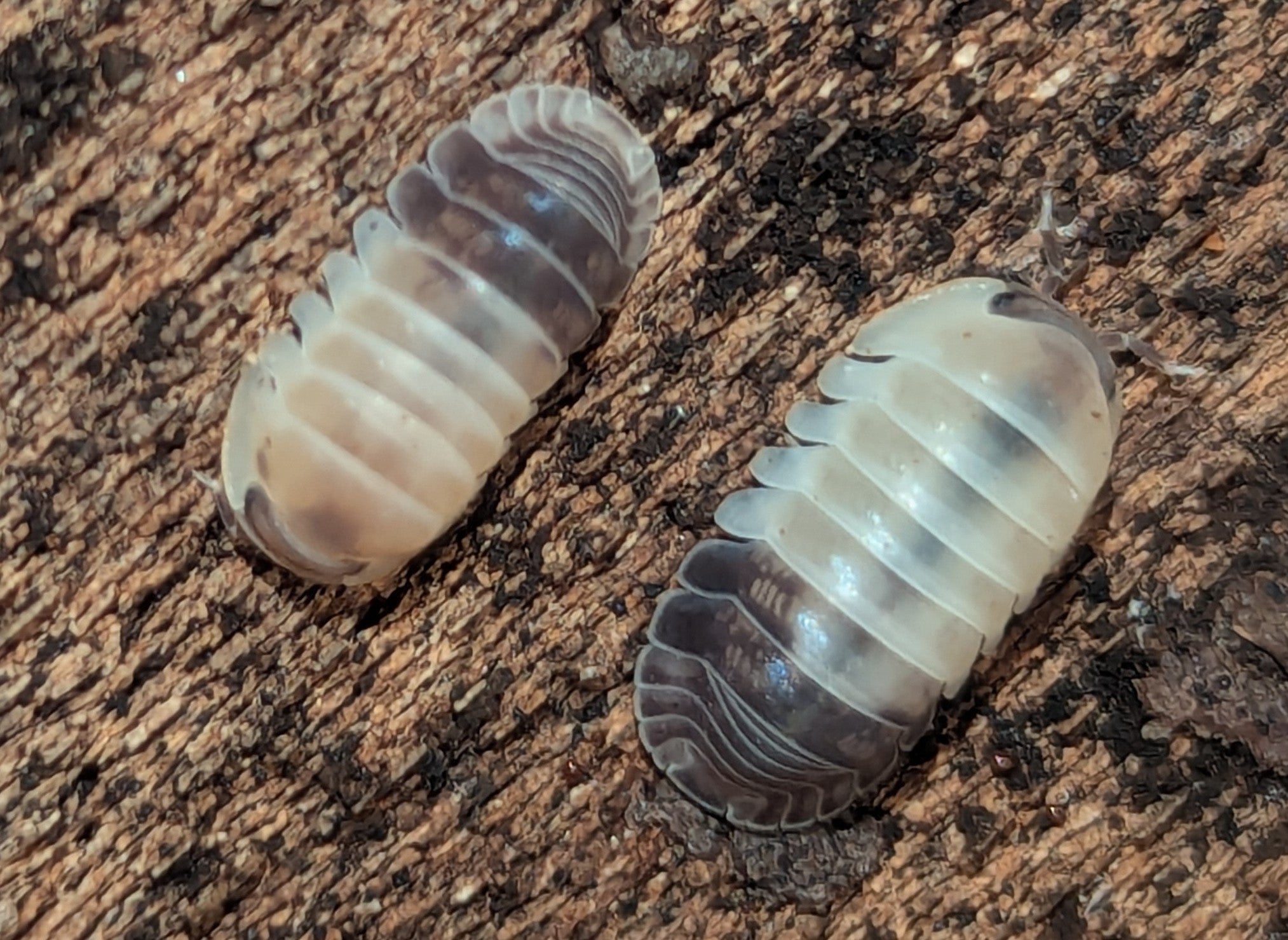 Cubaris sp Tapir Panda – Stunning High-Contrast Isopod | Live Arrival Guarantee