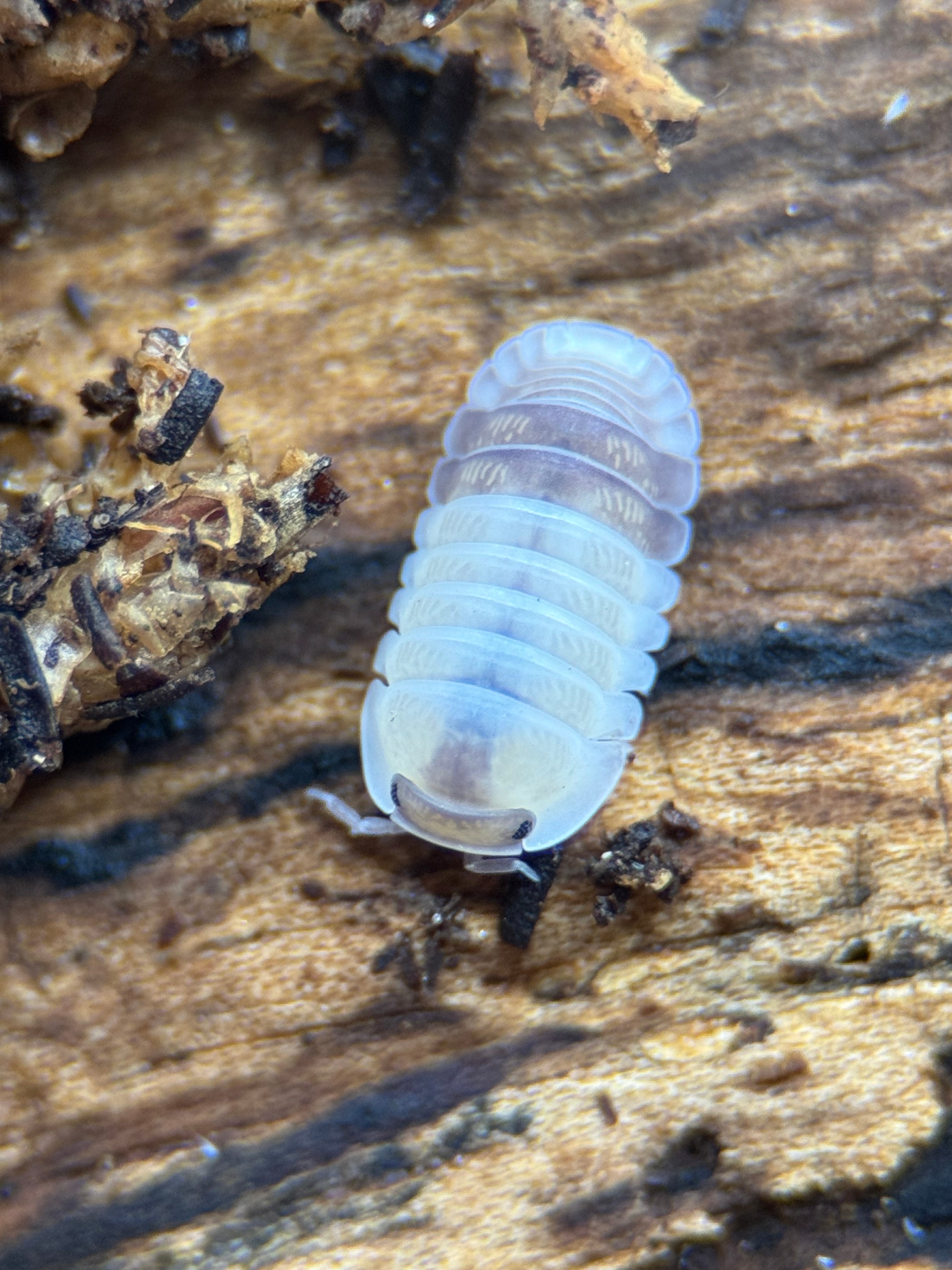 Cubaris sp Tapir Panda – Stunning High-Contrast Isopod | Live Arrival Guarantee