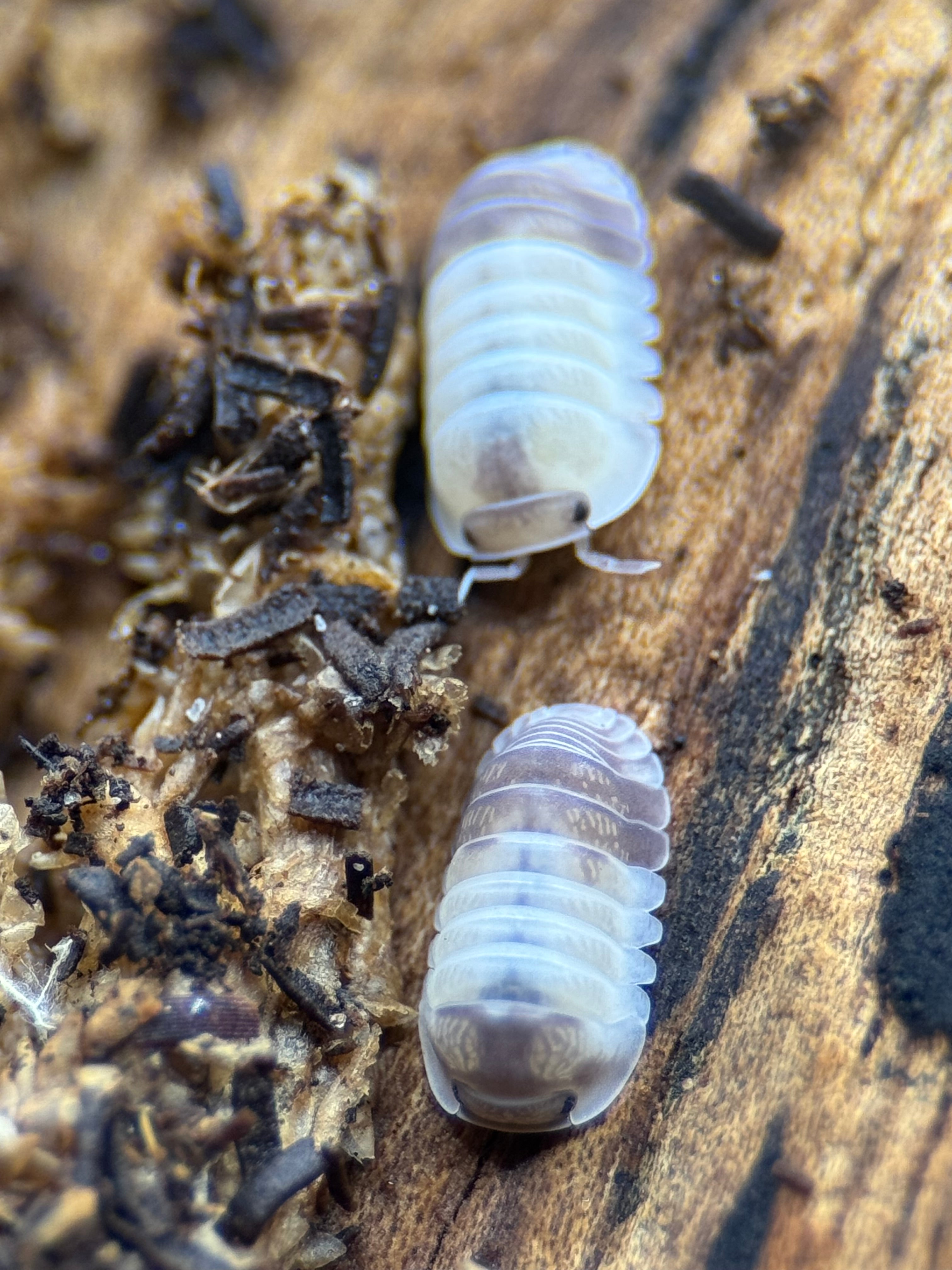 Cubaris sp Tapir Panda – Stunning High-Contrast Isopod | Live Arrival Guarantee