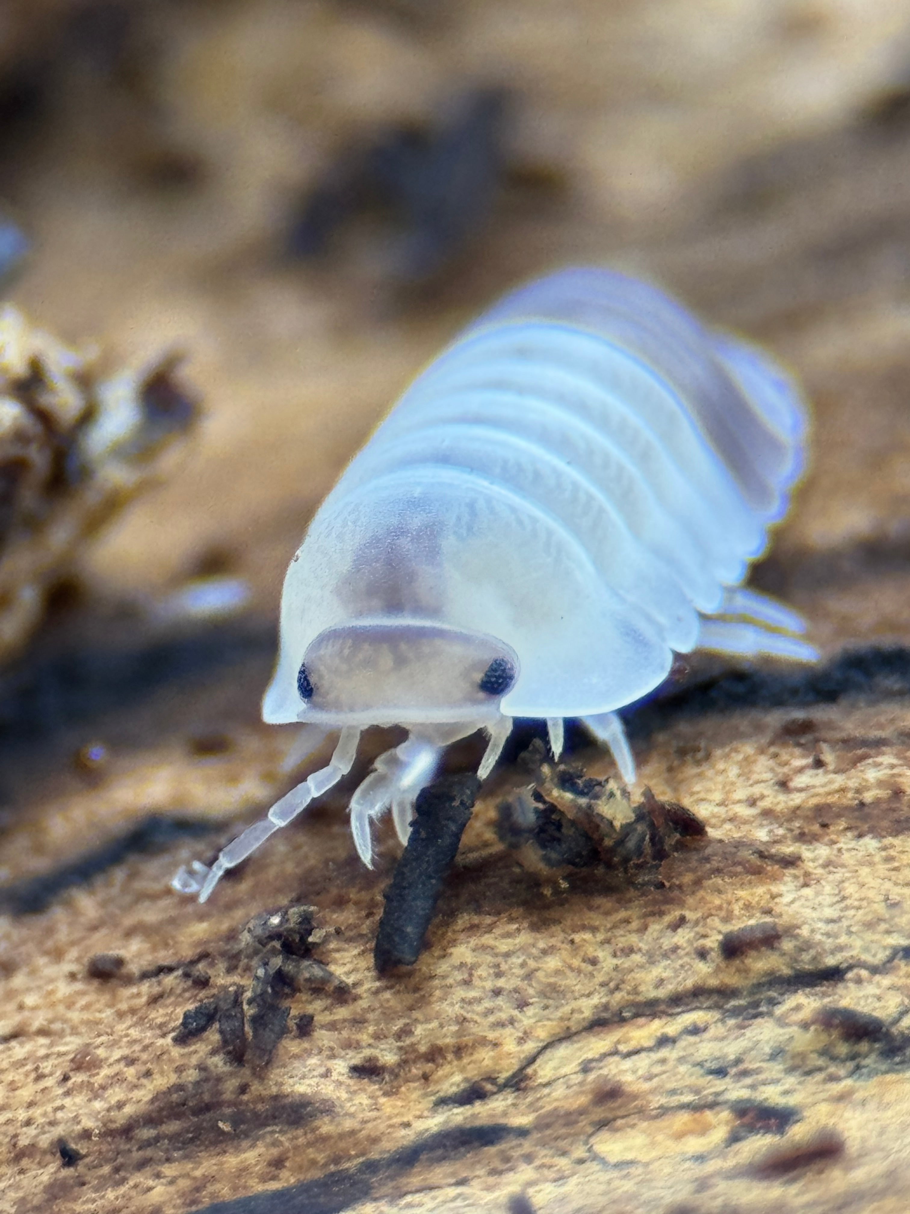 Cubaris sp Tapir Panda – Stunning High-Contrast Isopod | Live Arrival Guarantee