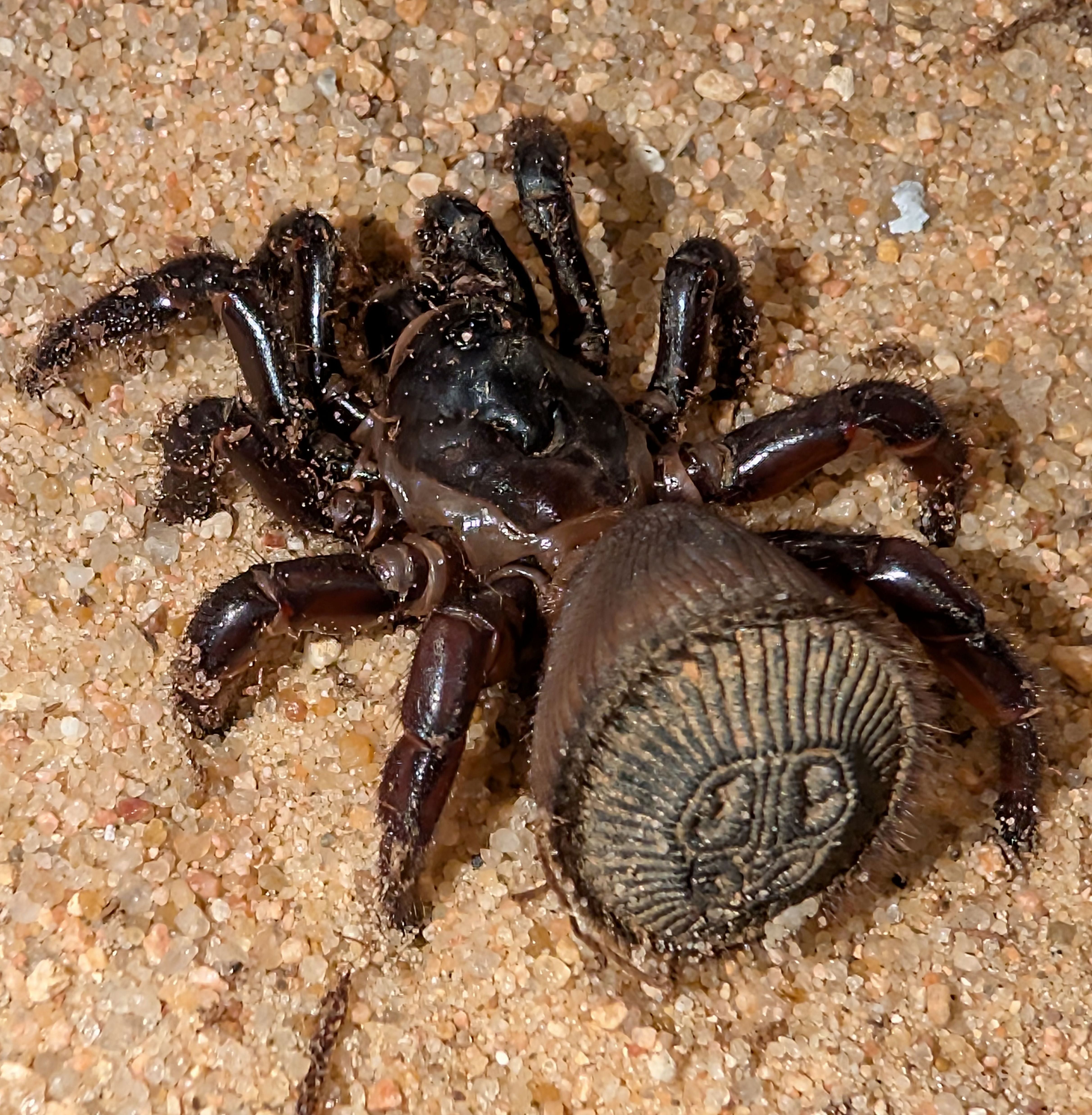 洋楽 Tarantula Vietnamese Oreo Butt Trapdoor Spider for Sale – Cyclocosmia