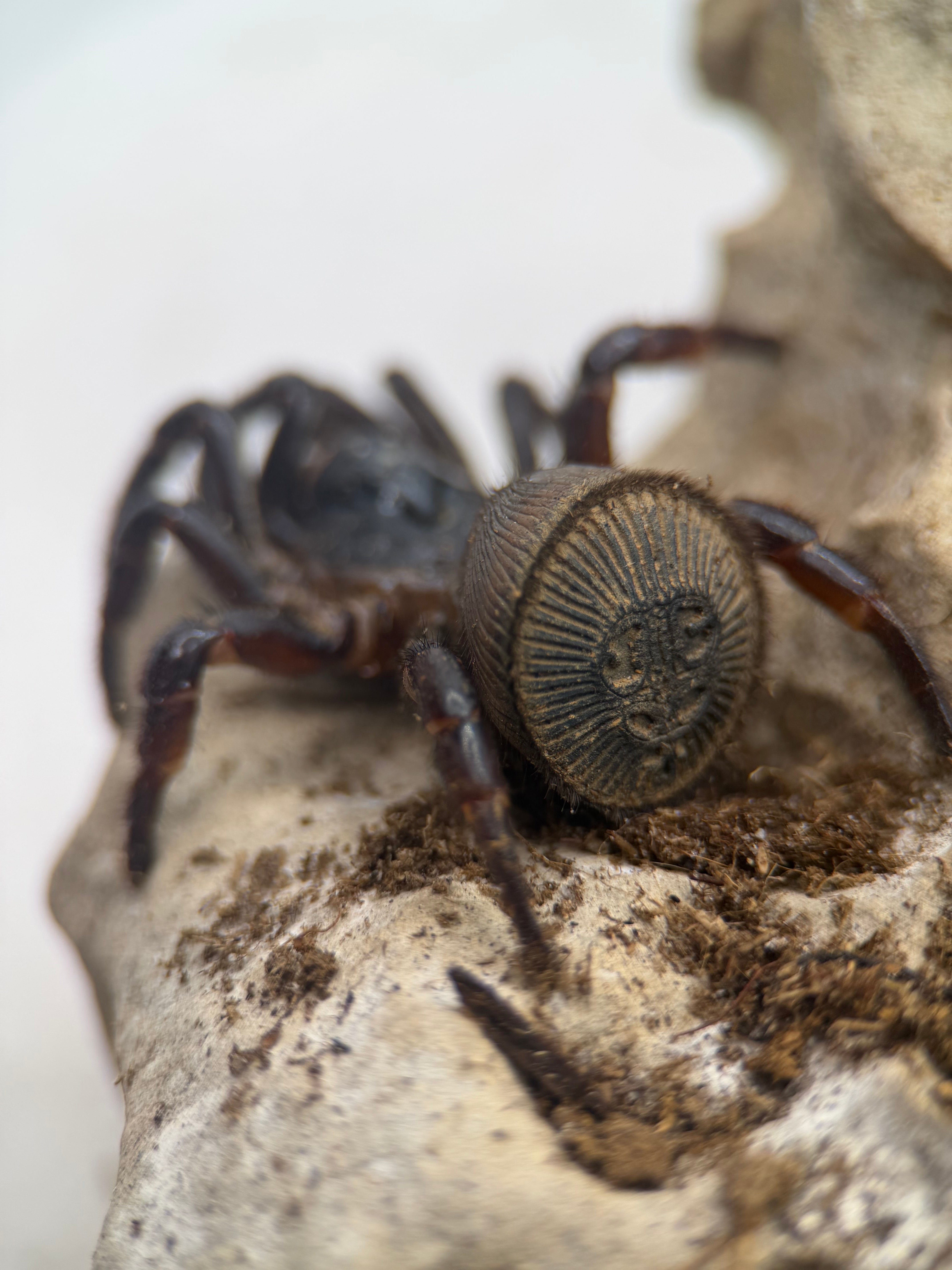 Cyclocosmia latusicosta – Vietnamese Oreo Butt Trapdoor Spider | Disc-Abdomen Mygalomorph | Live Arrival Guarantee