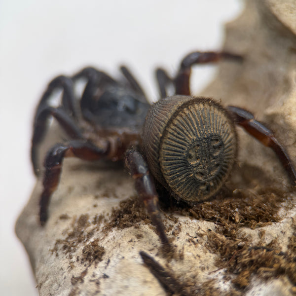 Vietnamese Oreo Butt Trapdoor Spider for Sale – Cyclocosmia