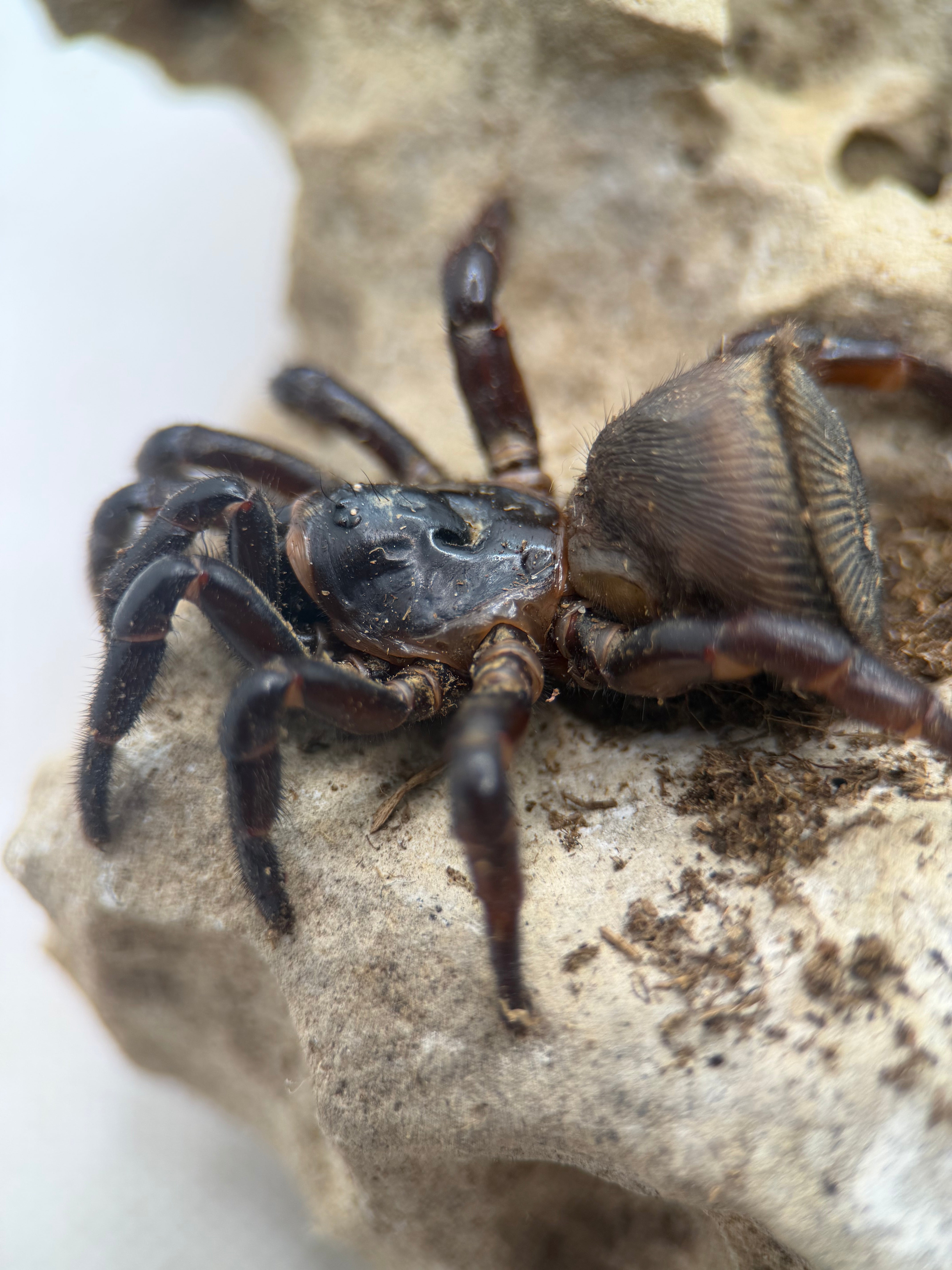 Cyclocosmia latusicosta – Vietnamese Oreo Butt Trapdoor Spider | Disc-Abdomen Mygalomorph | Live Arrival Guarantee