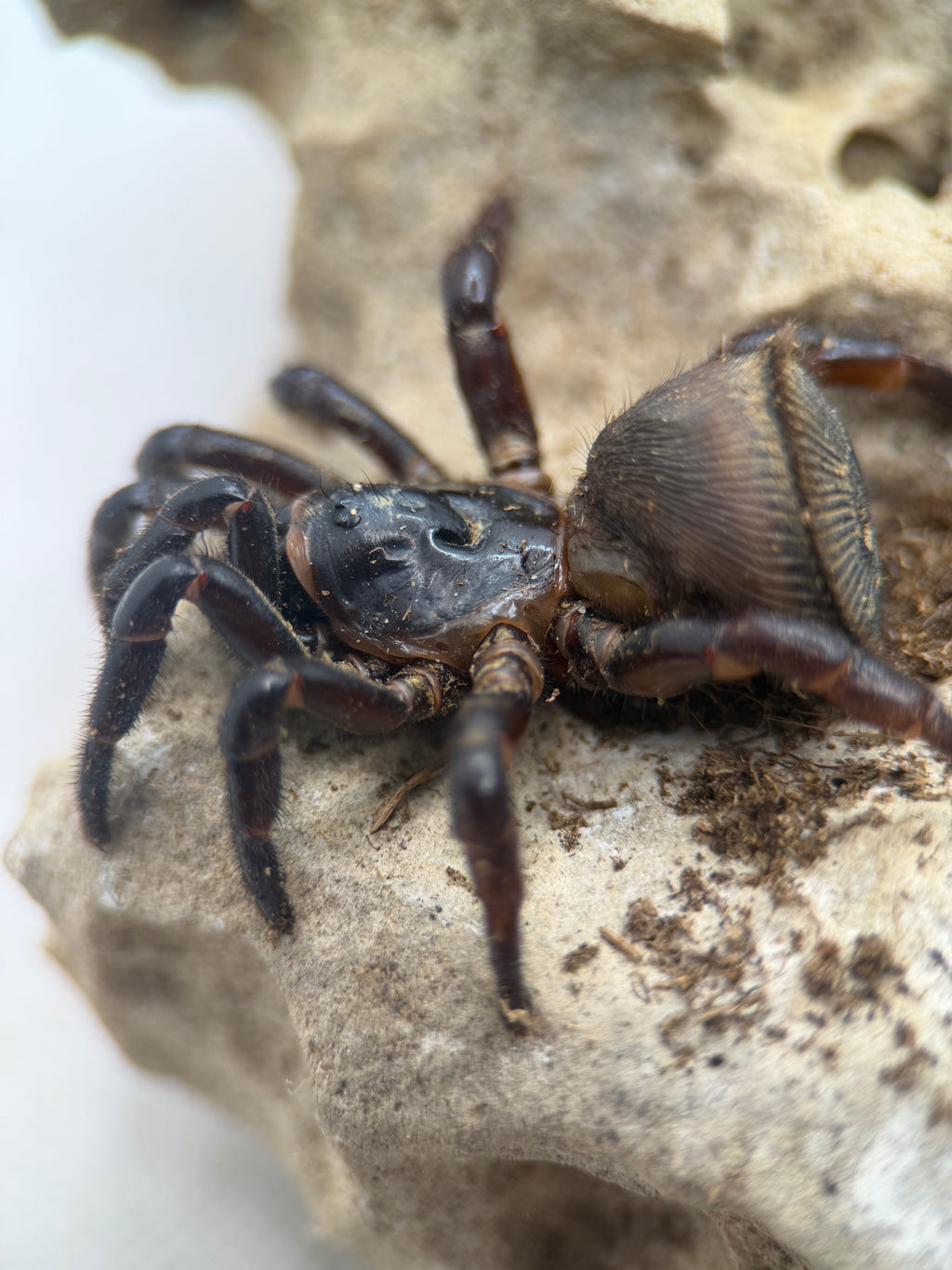 Vietnamese Oreo Butt Trapdoor Spider for Sale – Cyclocosmia latusicosta ...