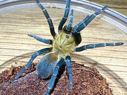 Cyclosternum sp aureum - Blue Lightning Tarantula for Sale | Live Arrival Guarantee