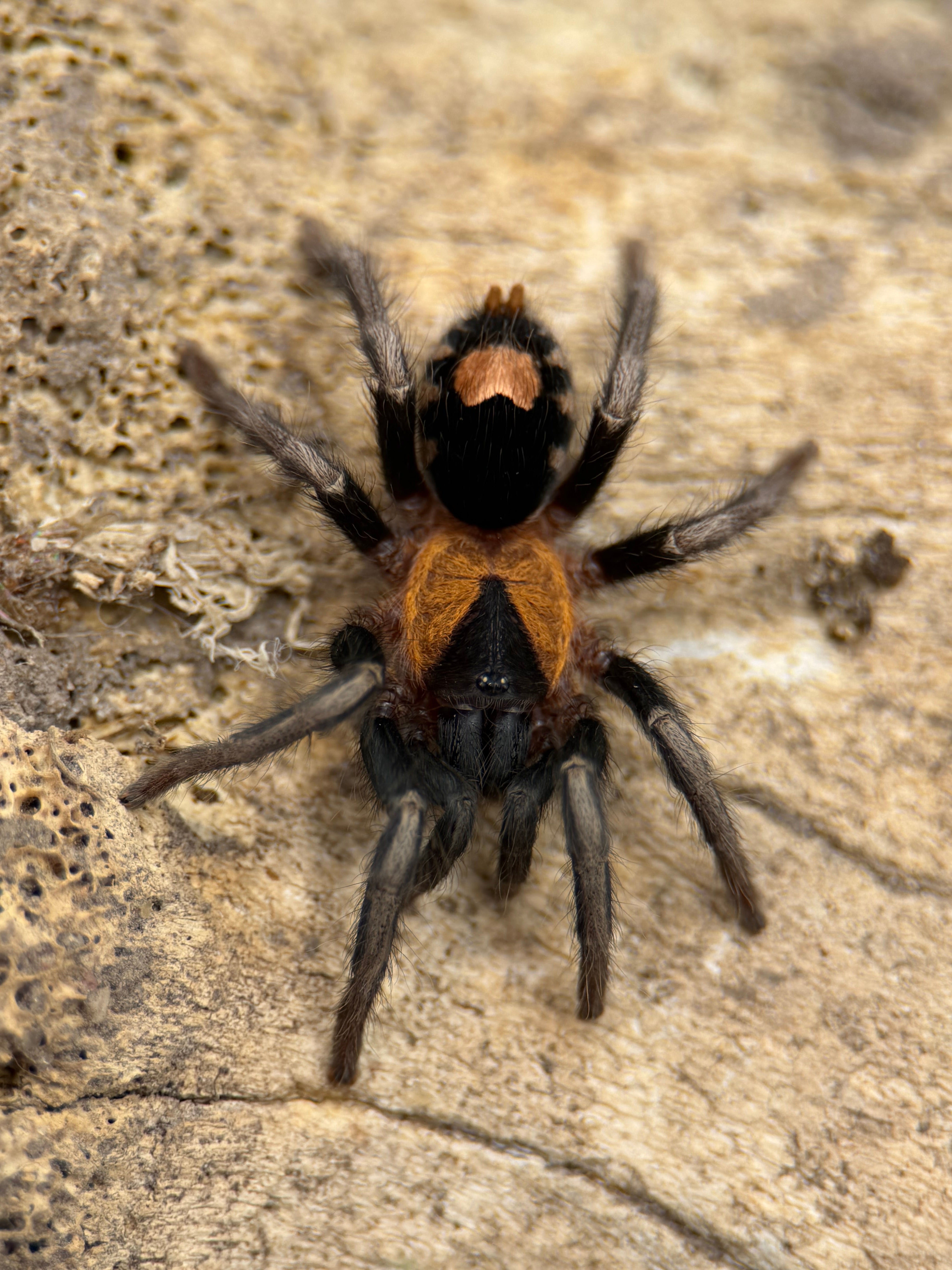 Live Exotic Invertebrate Auctions — Bid & Save | Ty Dye Exotics