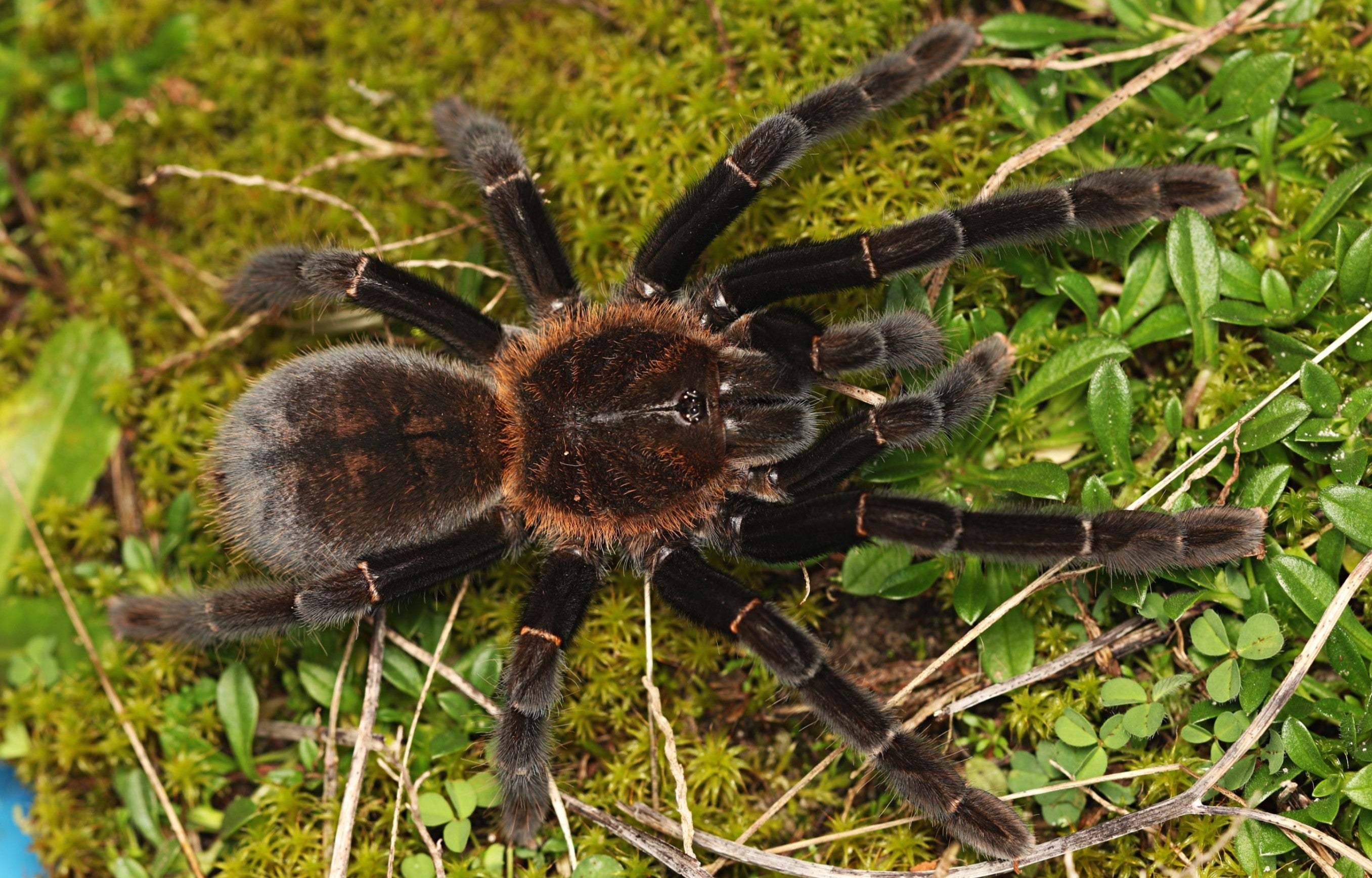 Haplopelma doriae – Kalimantan Orange Fringe Tarantula (Cyriopagopus doriae) | Fiery Asian Beauty | Live Arrival Guarantee