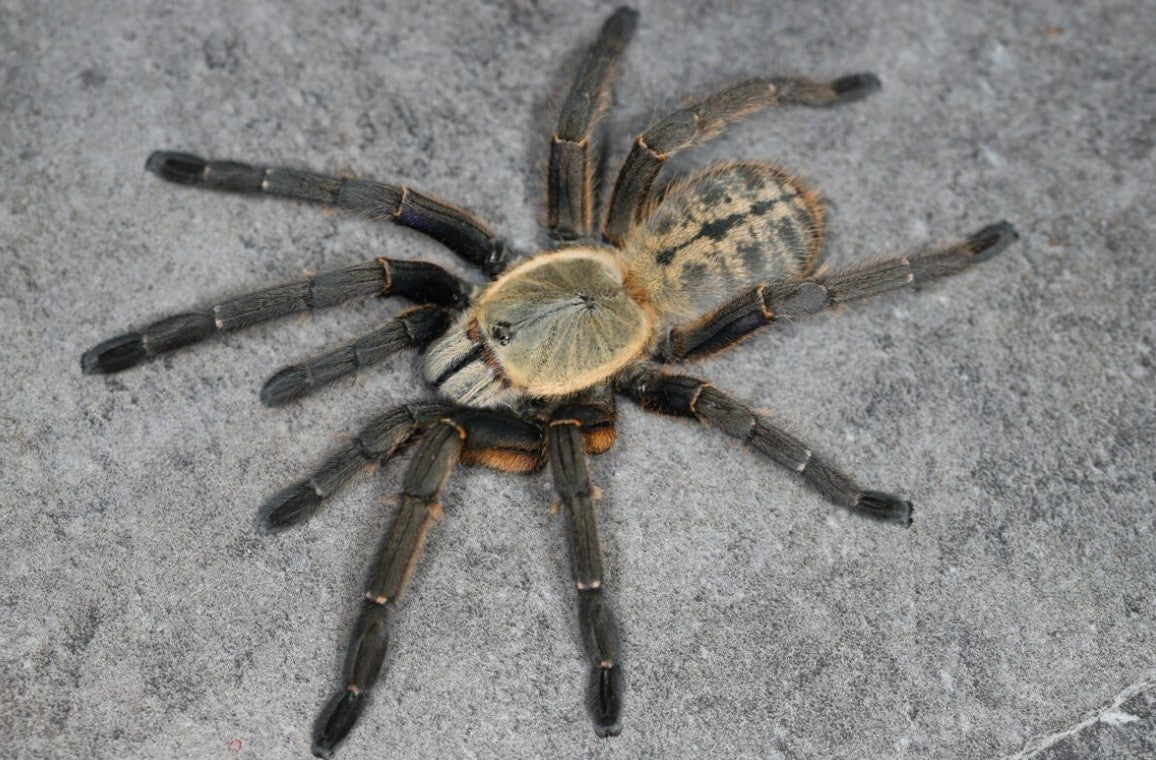 Cyriopagopus sp Nhen Dep – Nhen Dep Earth Tiger Tarantula | Vietnamese Tiger Jewel | Live Arrival Guarantee