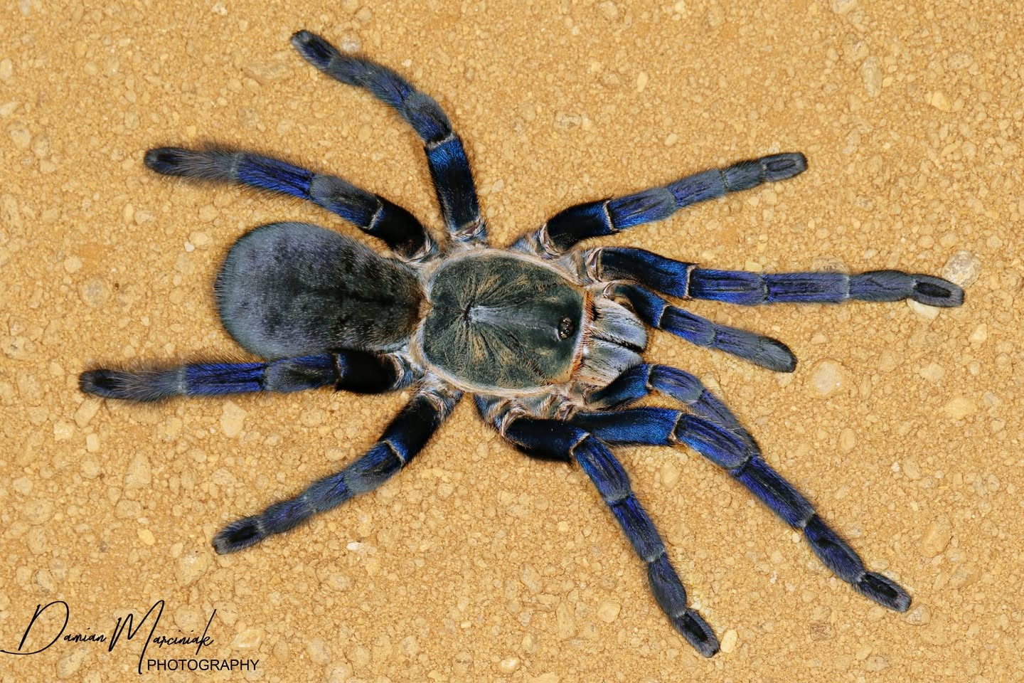 Cyriopagopus lividus - Cobalt Blue Tarantula for Sale | Live Arrival Guarantee