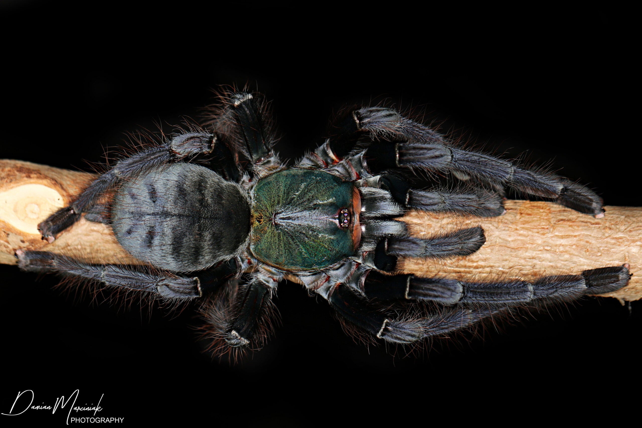 Not an emerald jumping spider: the Emerald Shadow Tree Spider.