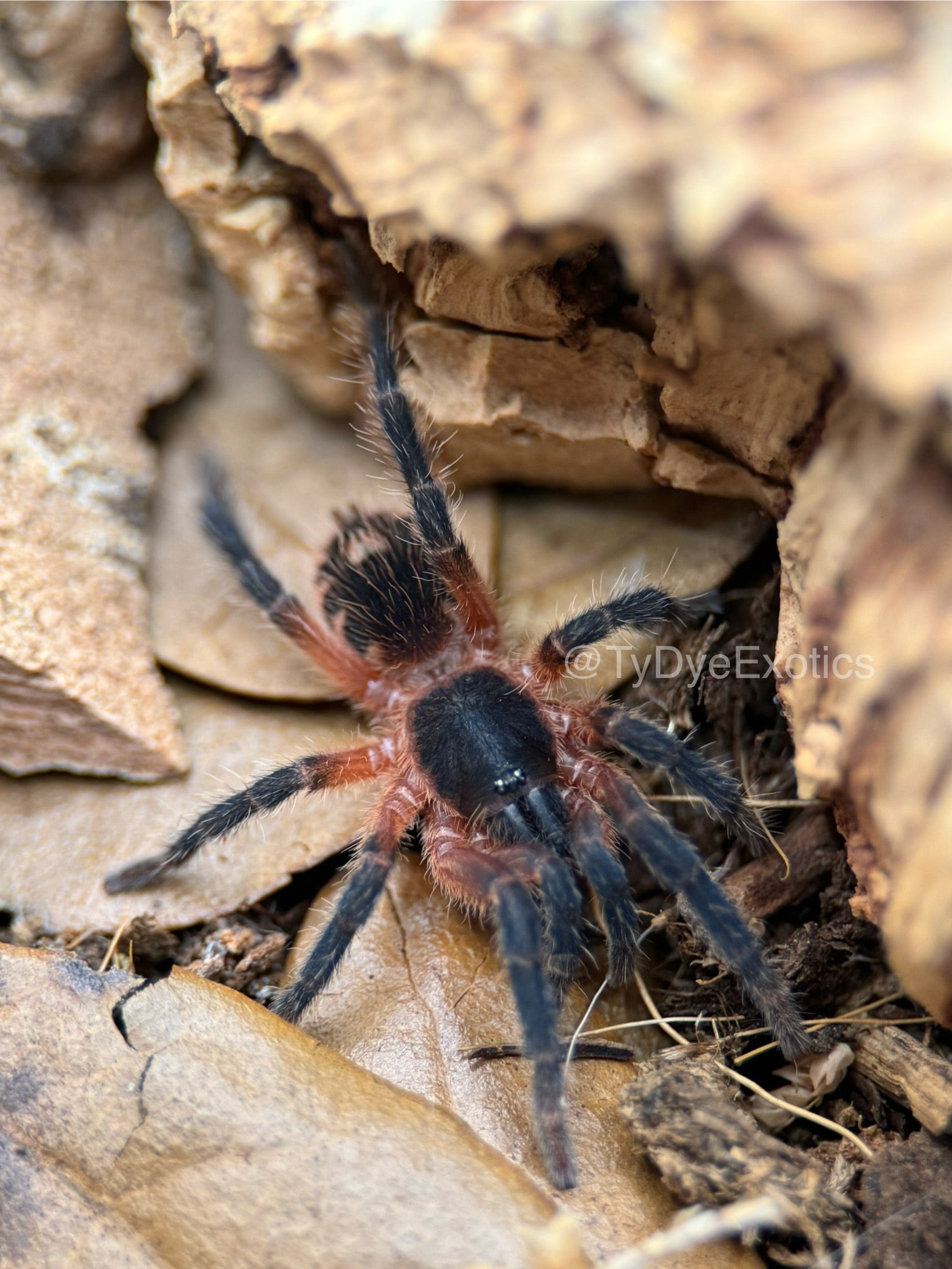 Davus sp Panama - Lava Spider Tarantula for Sale | Live Arrival Guarantee