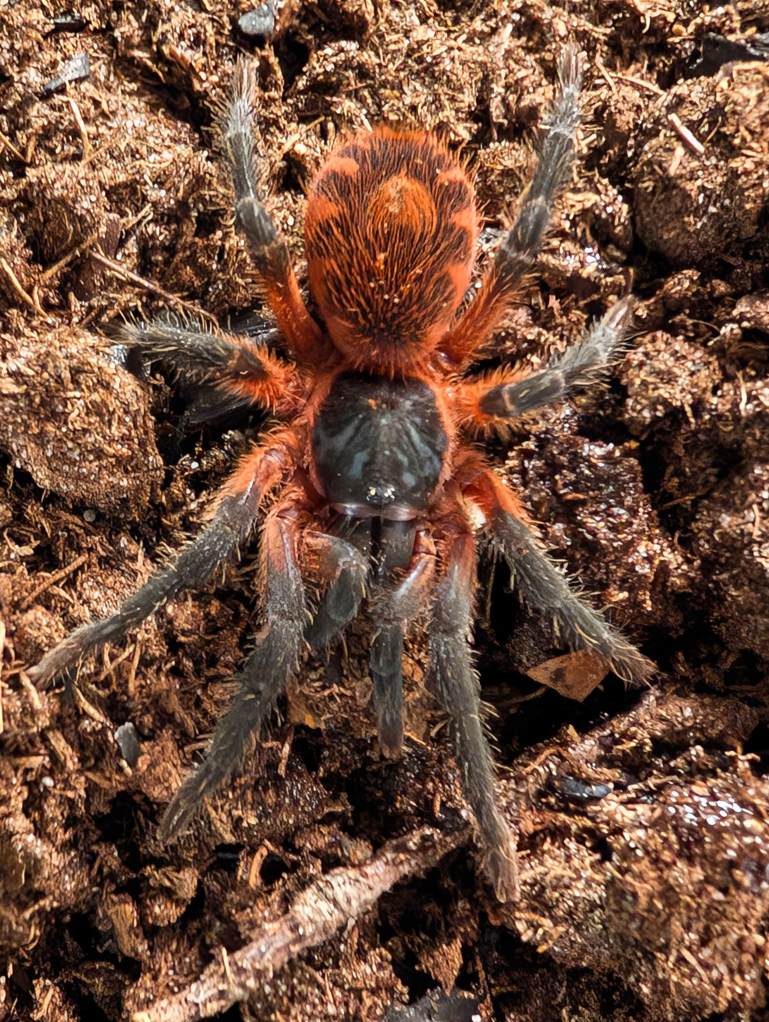 Davus sp Panama - Lava Spider Tarantula for Sale | Live Arrival Guarantee
