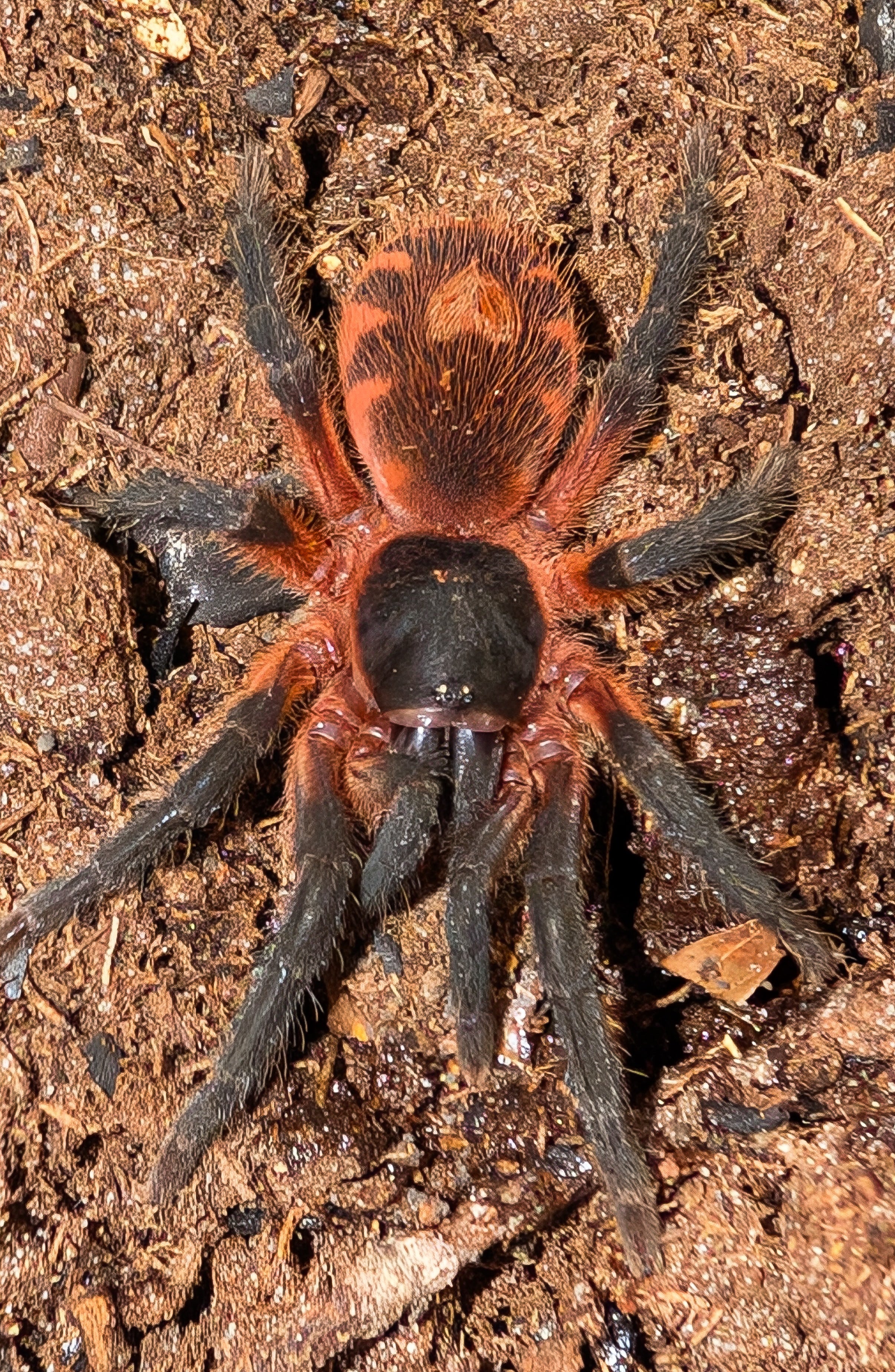 Davus sp Panama - Lava Spider Tarantula for Sale | Live Arrival Guarantee