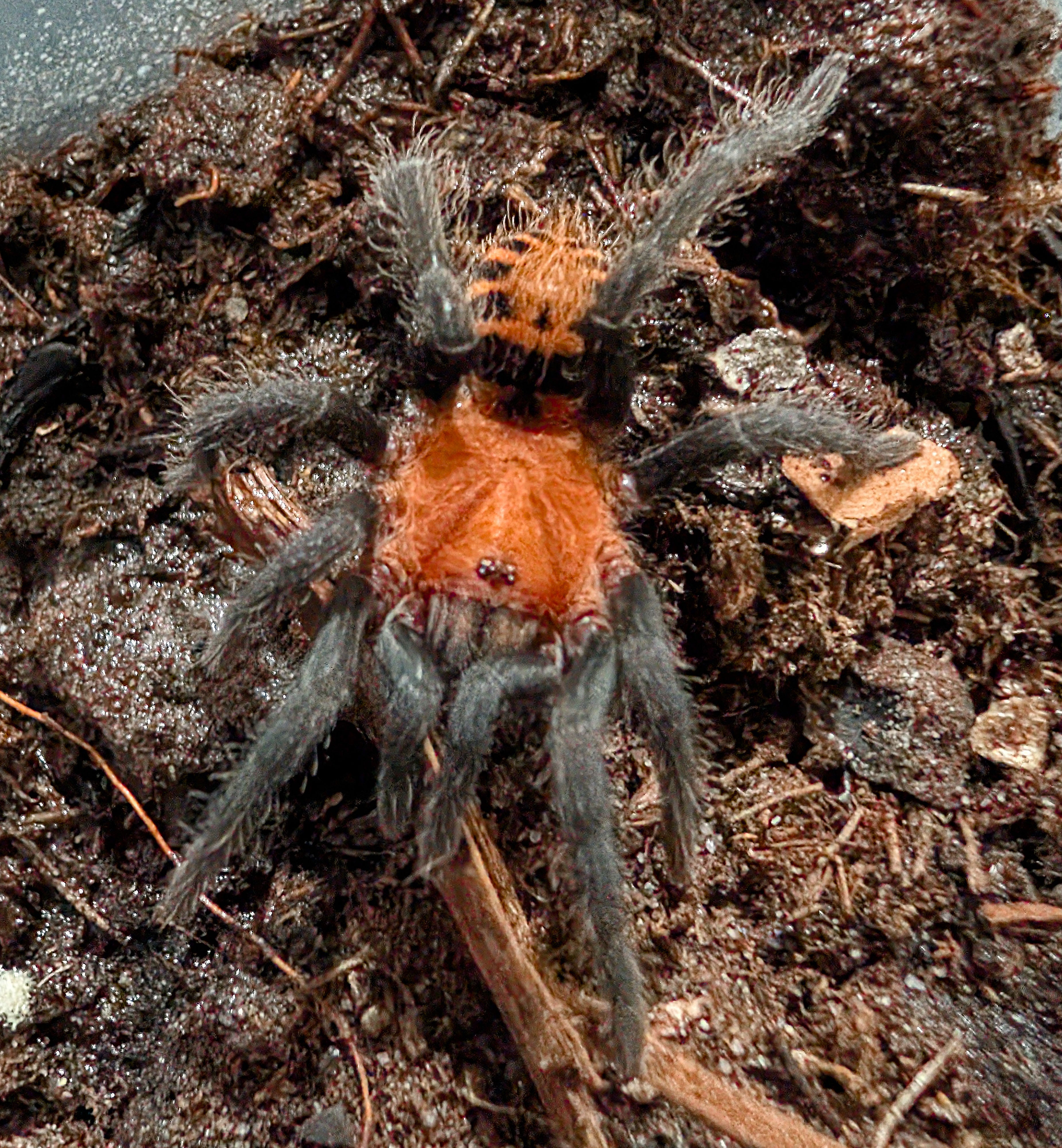 Davus ruficeps - Costa Rican Tiger Rump Tarantula for Sale | Live Arrival Guarantee