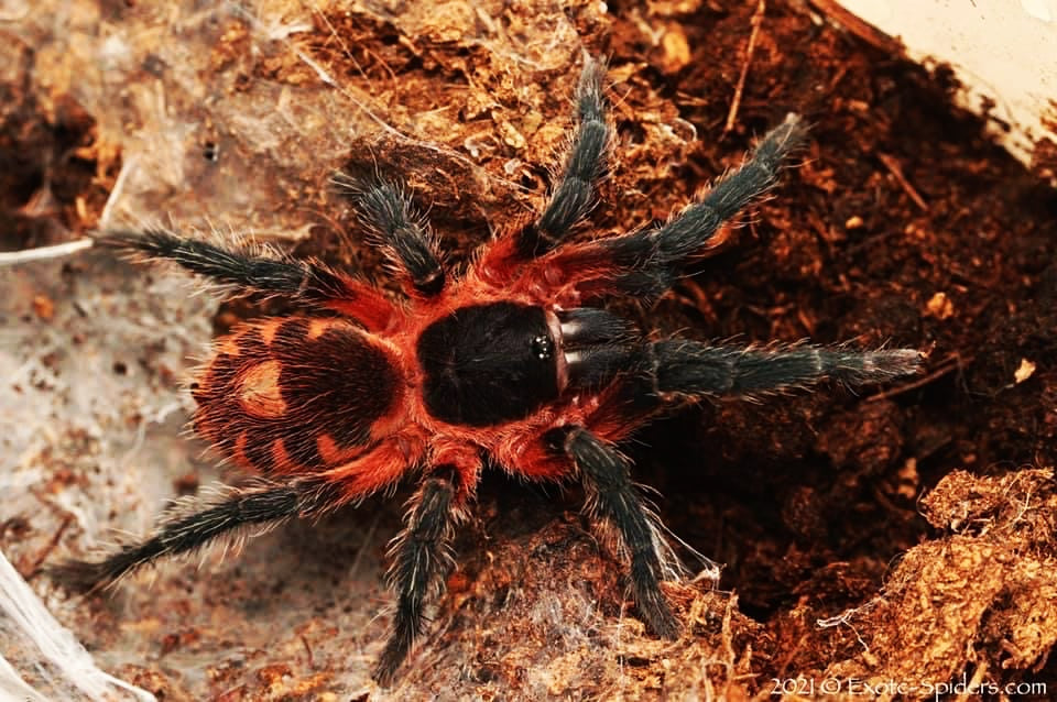 Davus sp Panama - Lava Spider Tarantula for Sale | Live Arrival Guarantee