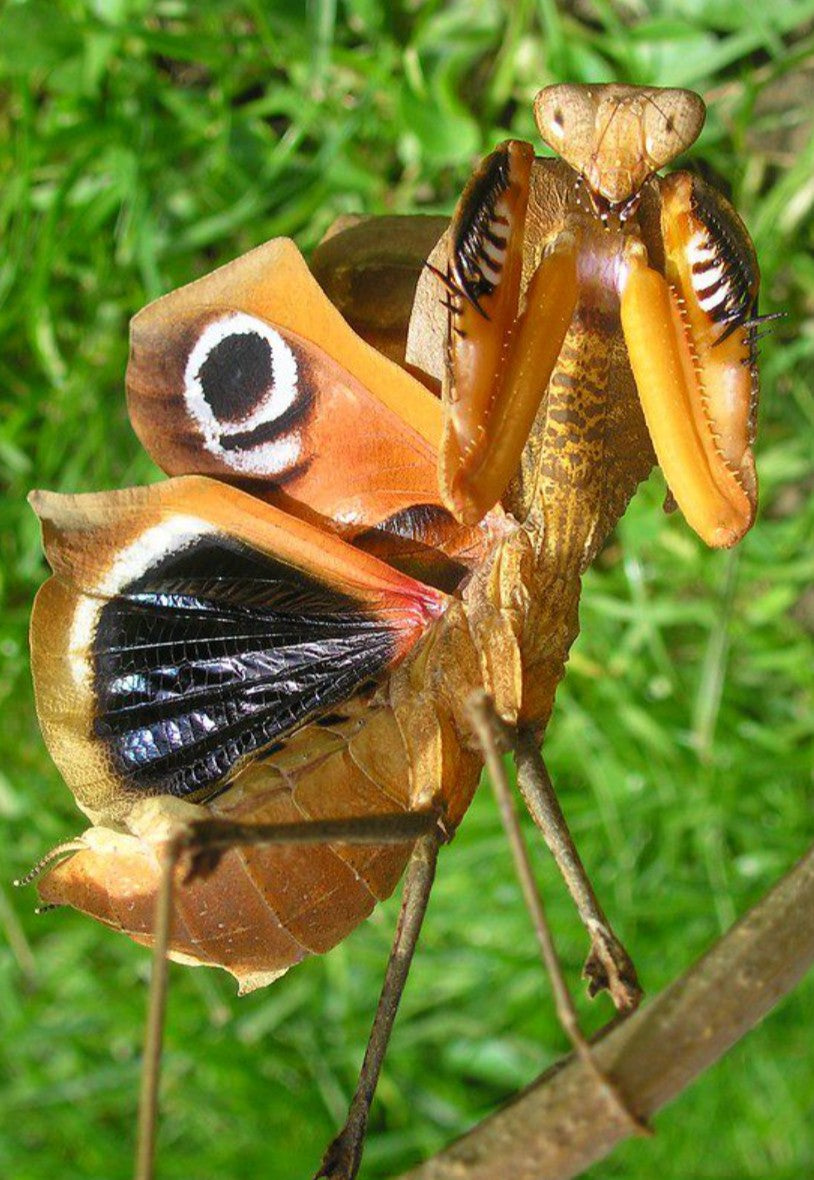 Deroplatys desiccata - Giant Dead Leaf Mantis for Sale | Live Arrival Guarantee