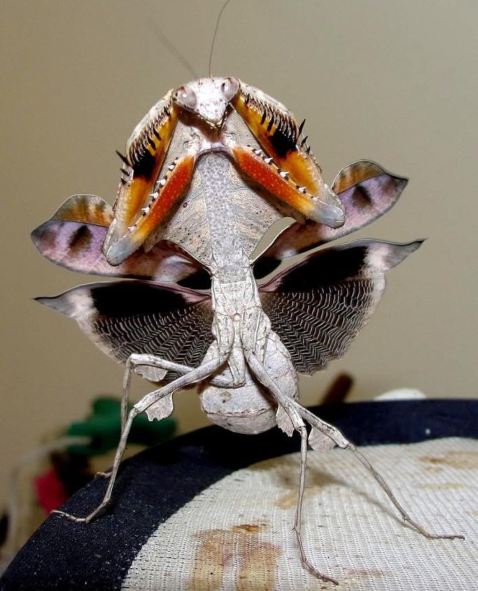 Deroplatys lobata - Dead Leaf Mantis for Sale | Live Arrival Guarantee