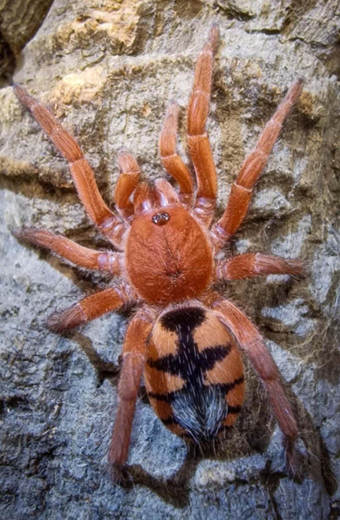 Saffron Dwarf Pumpkin Tarantula for Sale - Devicarina guidonae