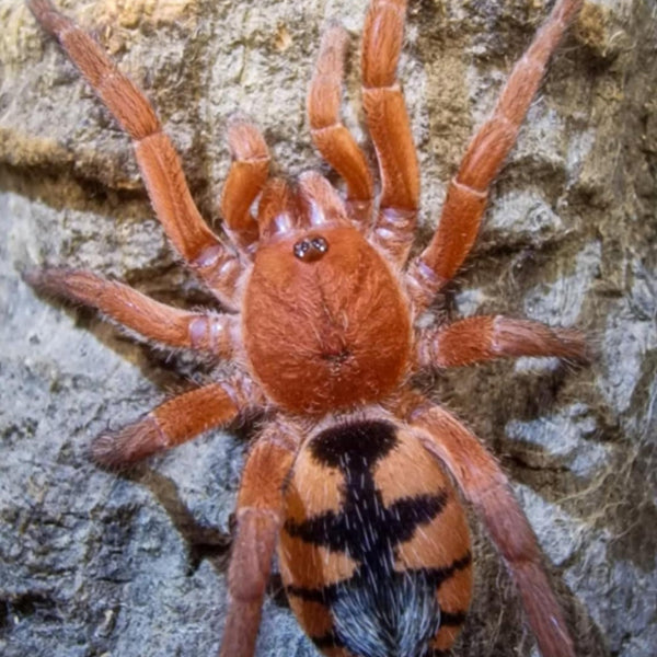 Saffron Dwarf Pumpkin Tarantula for Sale - Devicarina guidonae