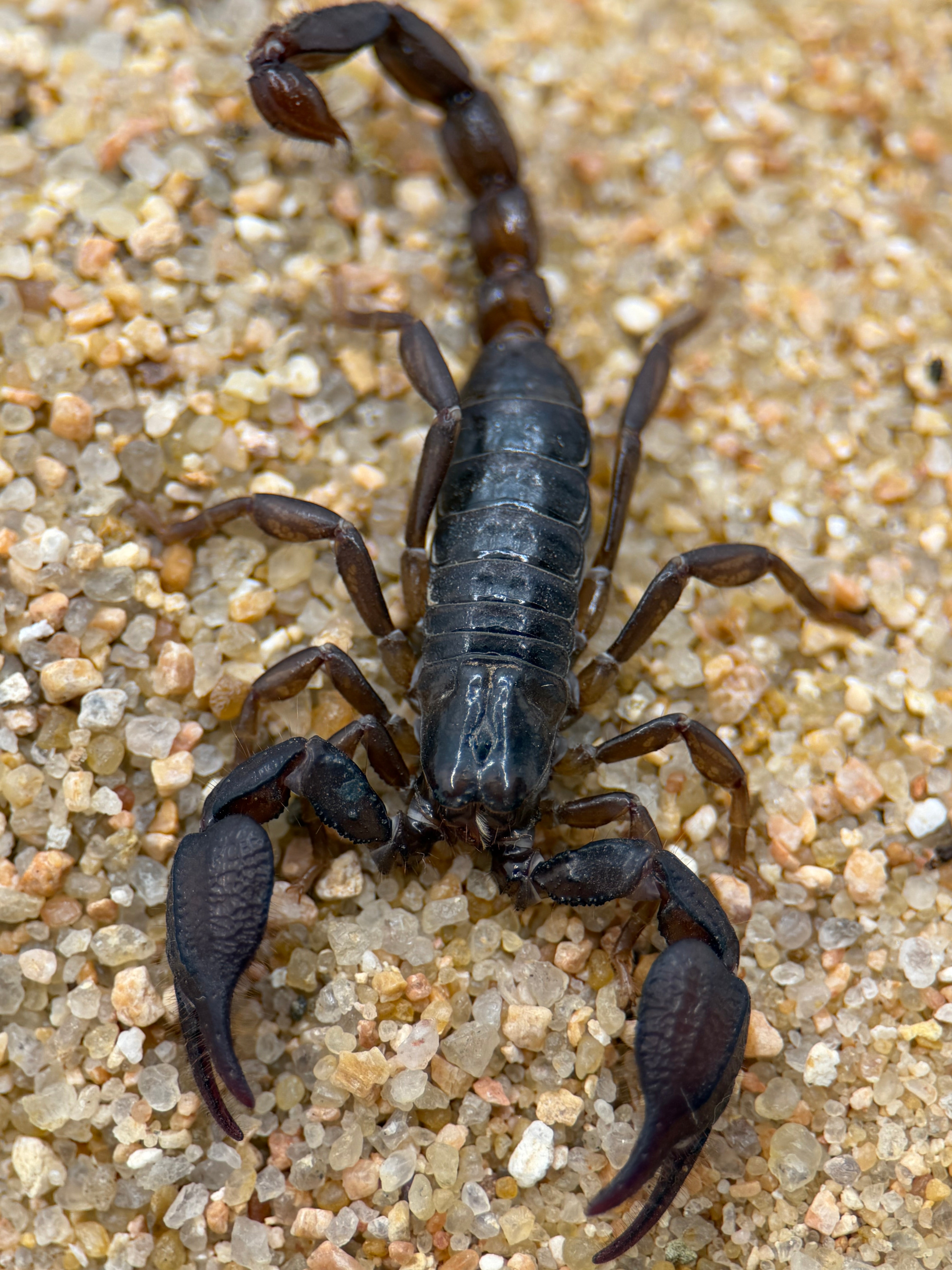 Diplocentrus lindo – Trans Pecos Twin Spined Scorpion | Rare North American Scorpion | Live Arrival Guarantee