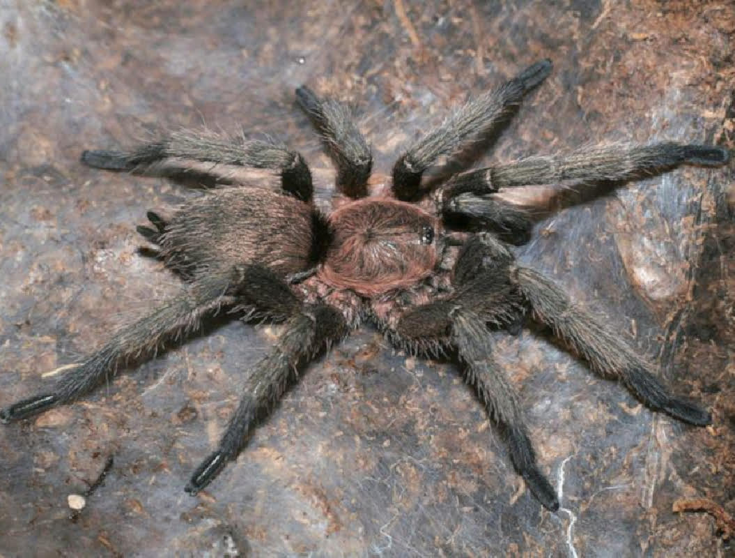 Dolichothele exilis – Exilis Bronze Dwarf Tarantula | Heavy-Webbing Micro New World Species | Live Arrival Guarantee