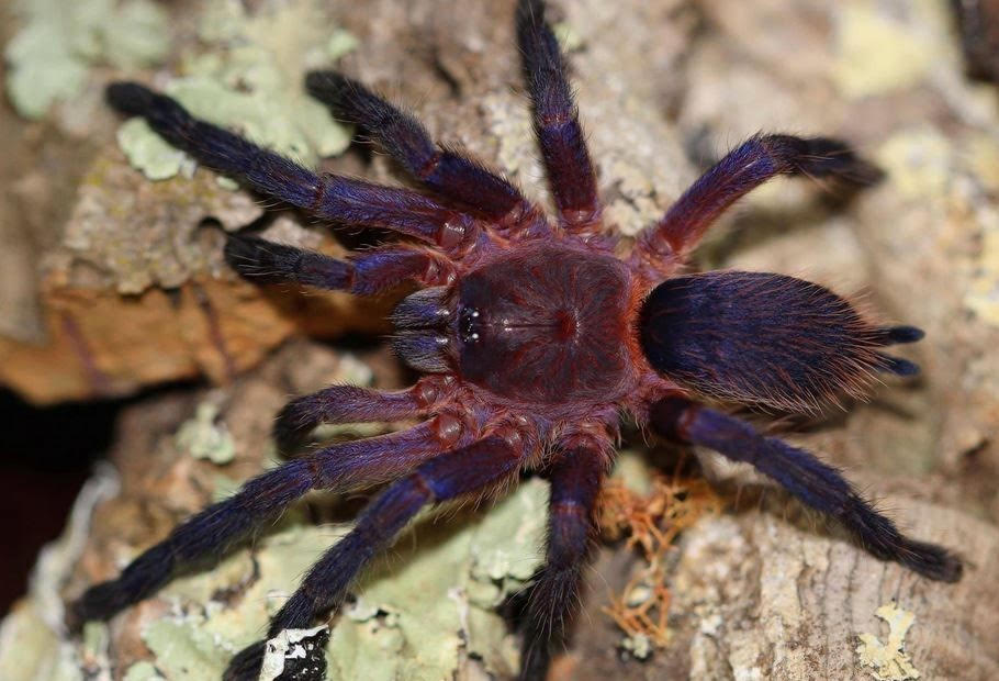 Dolichothele rufoniger - Neon Purple Blast Tarantula for Sale | Live Arrival Guarantee
