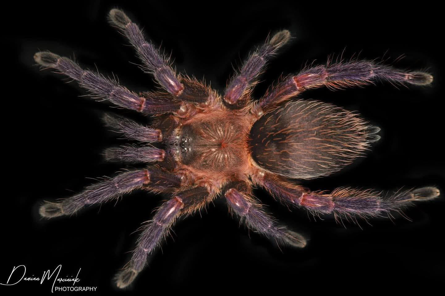 Dolichothele rufoniger - Neon Purple Blast Tarantula for Sale | Live Arrival Guarantee