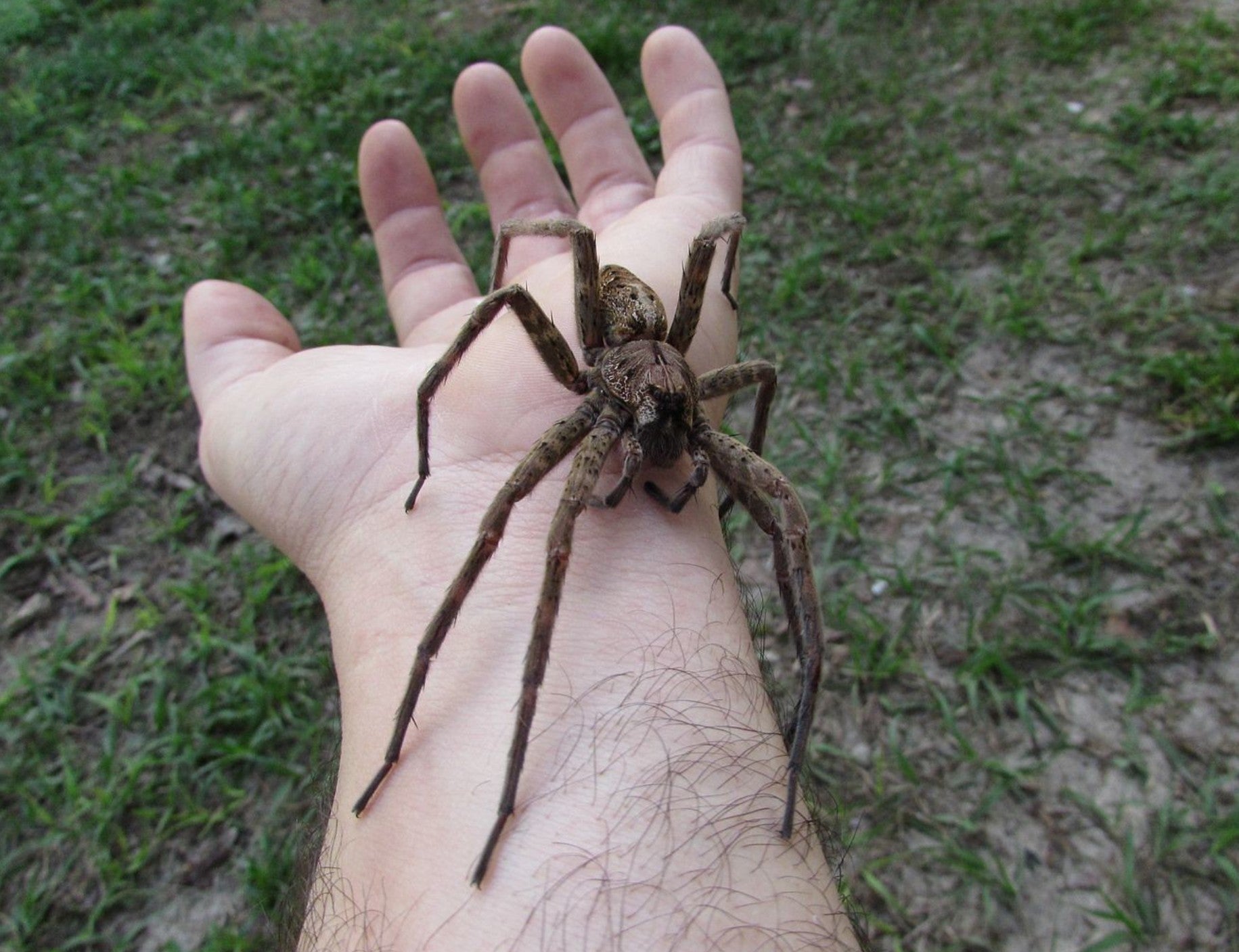 Dolomedes okefinokensis – Okefinokee Giant Fishing Spider | Massive Native Semi-Aquatic Spider | Live Arrival Guarantee