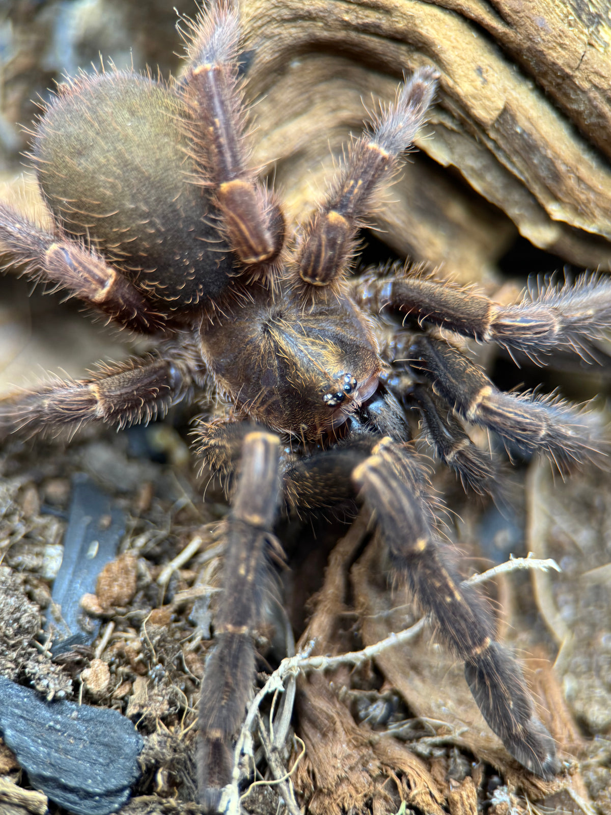 Ephebopus rufescens – Red Skeleton Tarantula | Live Arrival Guarantee
