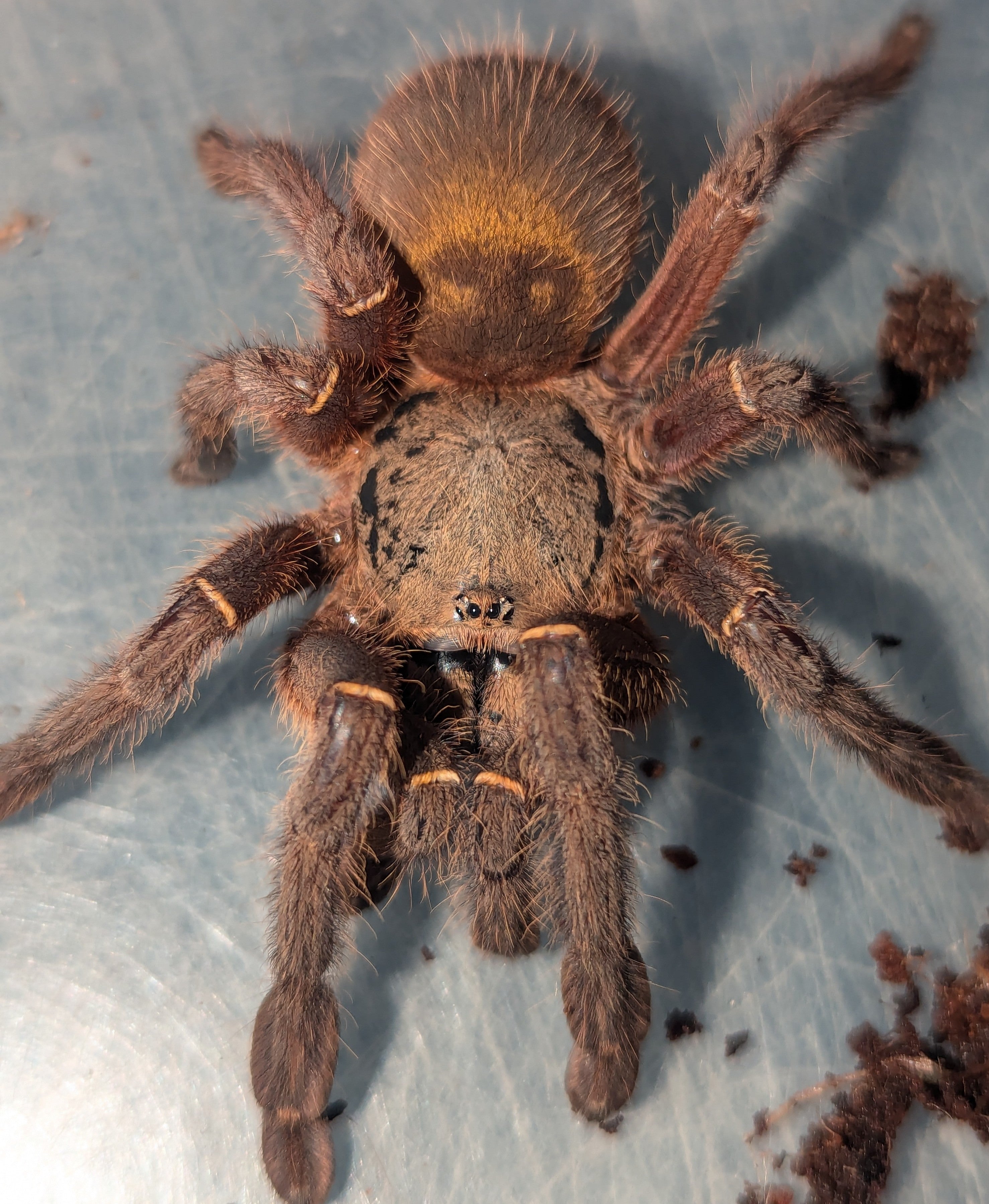 Ephebopus uatuman – Emerald Skeleton Tarantula | Rare New World Fossorial | Live Arrival Guarantee