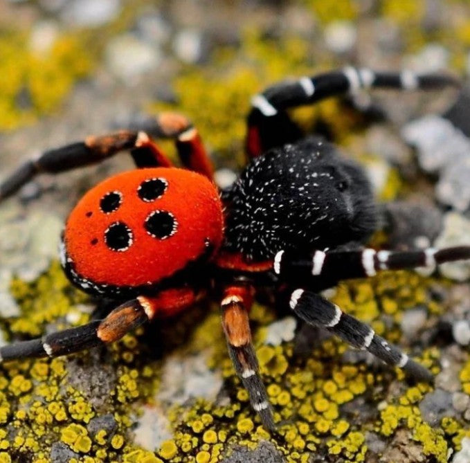 Eresus walckenaeri – Greek Velvet Spider | Adorable Plushy Spood | Live Arrival Guarantee