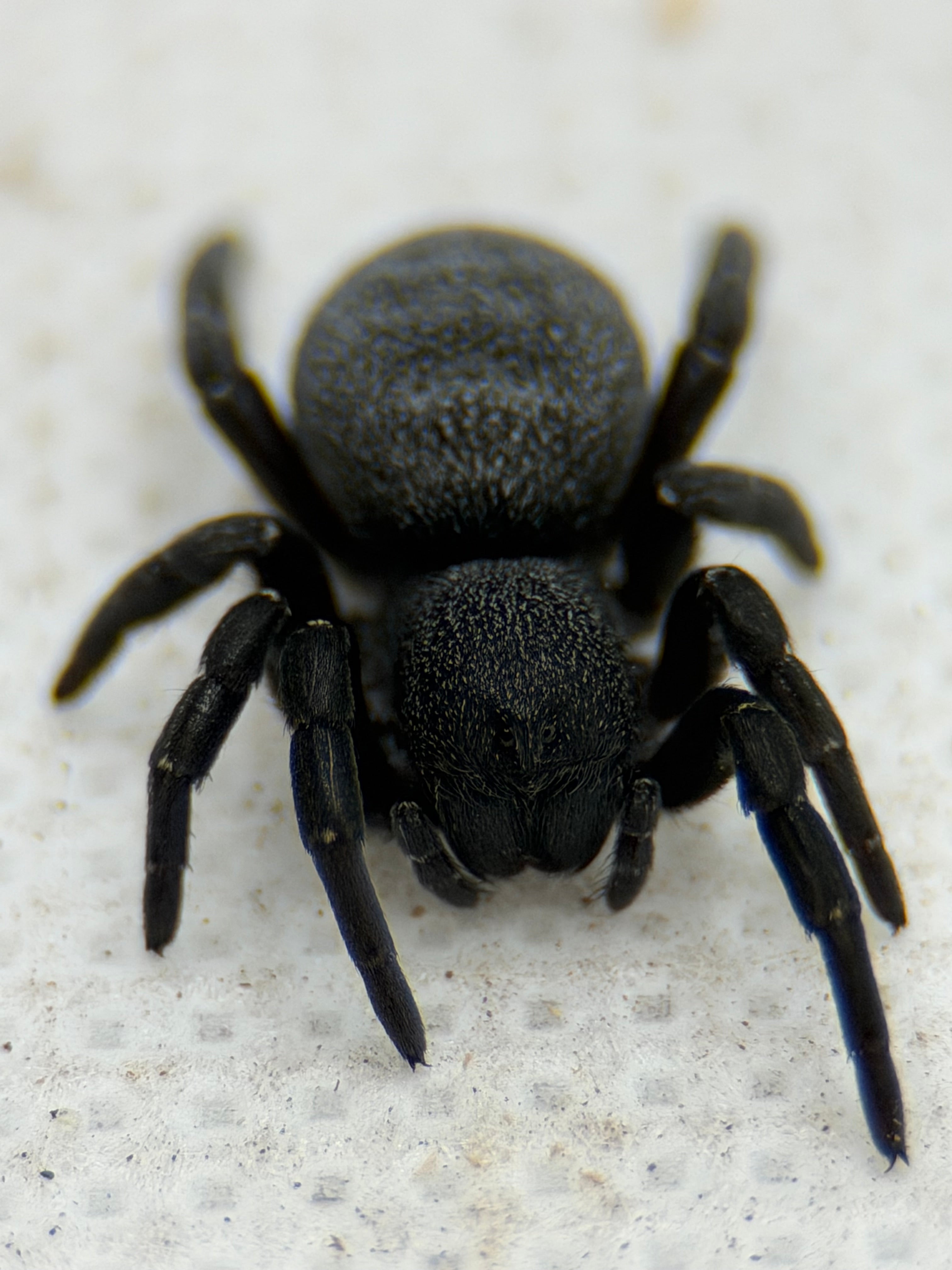 Eresus walckenaeri – Greek Velvet Spider | Adorable Live Plushy Spood | Live Arrival Guarantee