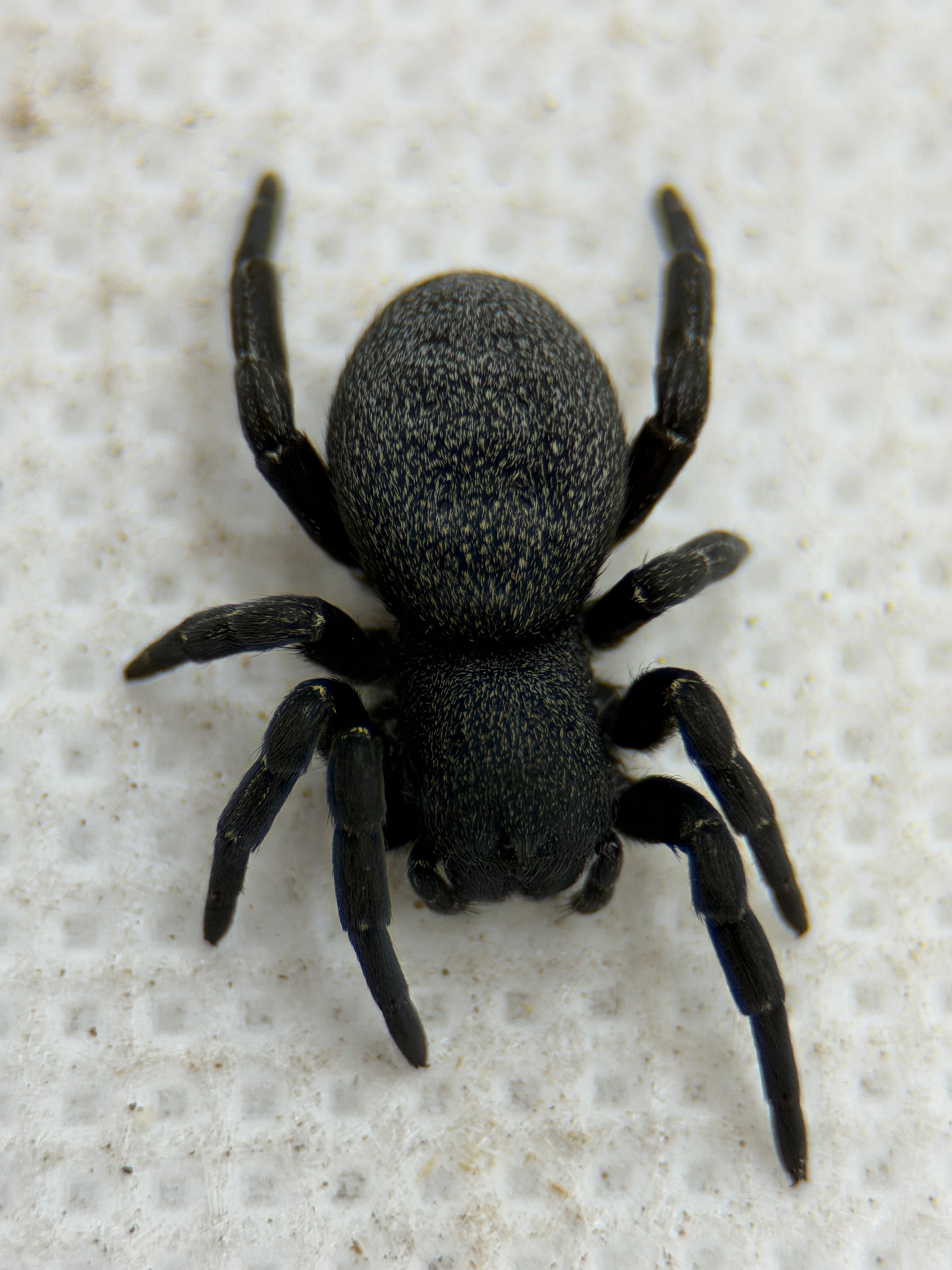 Eresus walckenaeri – Greek Velvet Spider | Adorable Live Plushy Spood | Live Arrival Guarantee