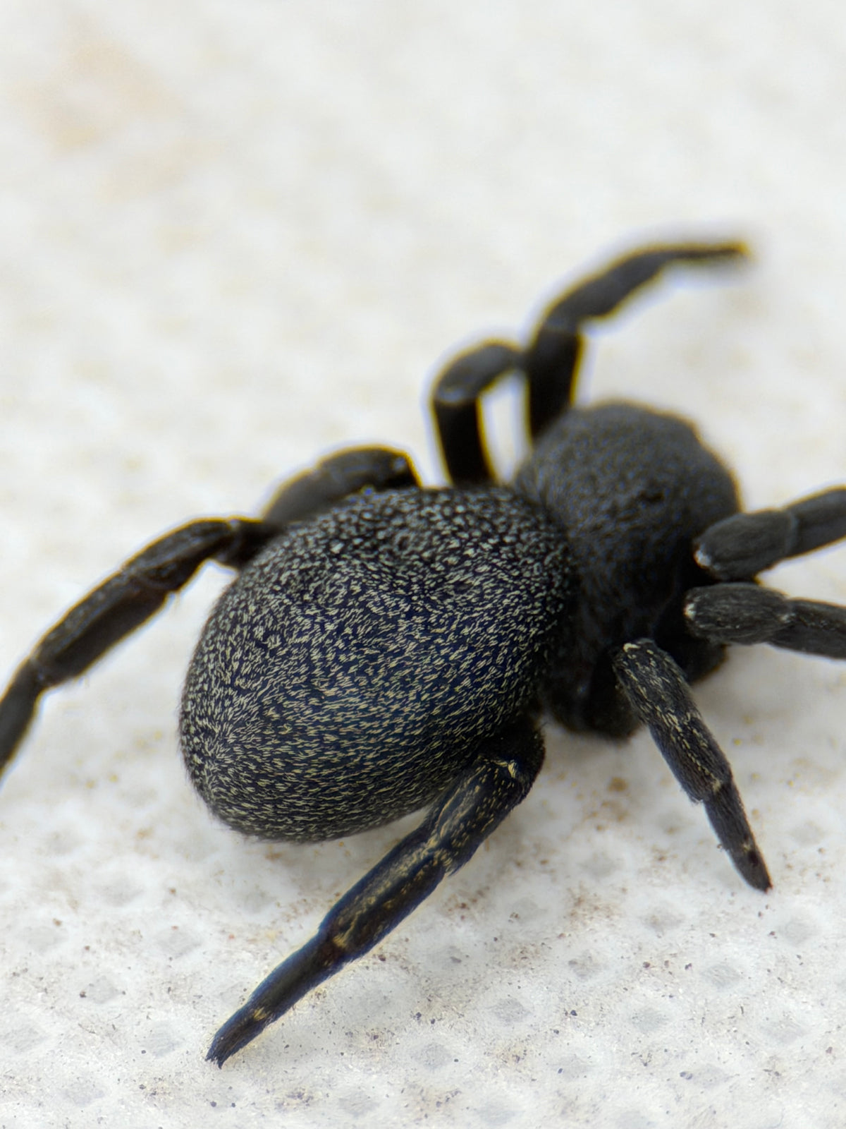 Eresus walckenaeri – Greek Velvet Spider | Adorable Live Plushy Spood | Live Arrival Guarantee