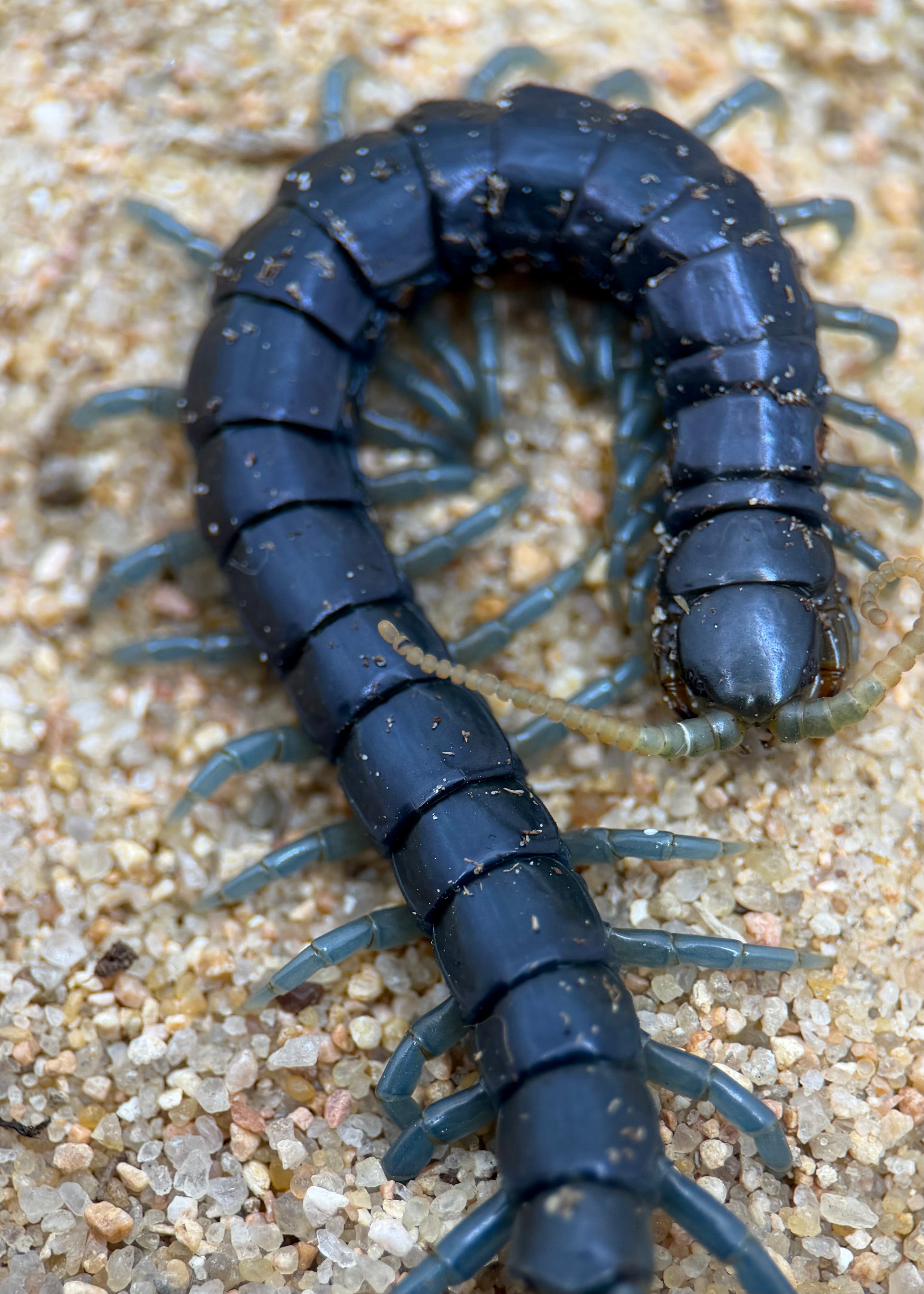 Ethmostigmus sp. 'Borneo Blue' – Borneo Blue Centipede | Electric Blue Giant Centipede | Live Arrival Guarantee