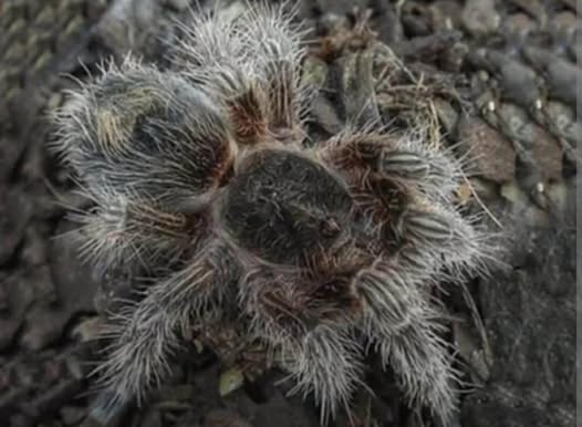 Euathlus sp. Bronce – Chilean Bronze Flame Tarantula | Rare Dwarf New World Species | Live Arrival Guarantee