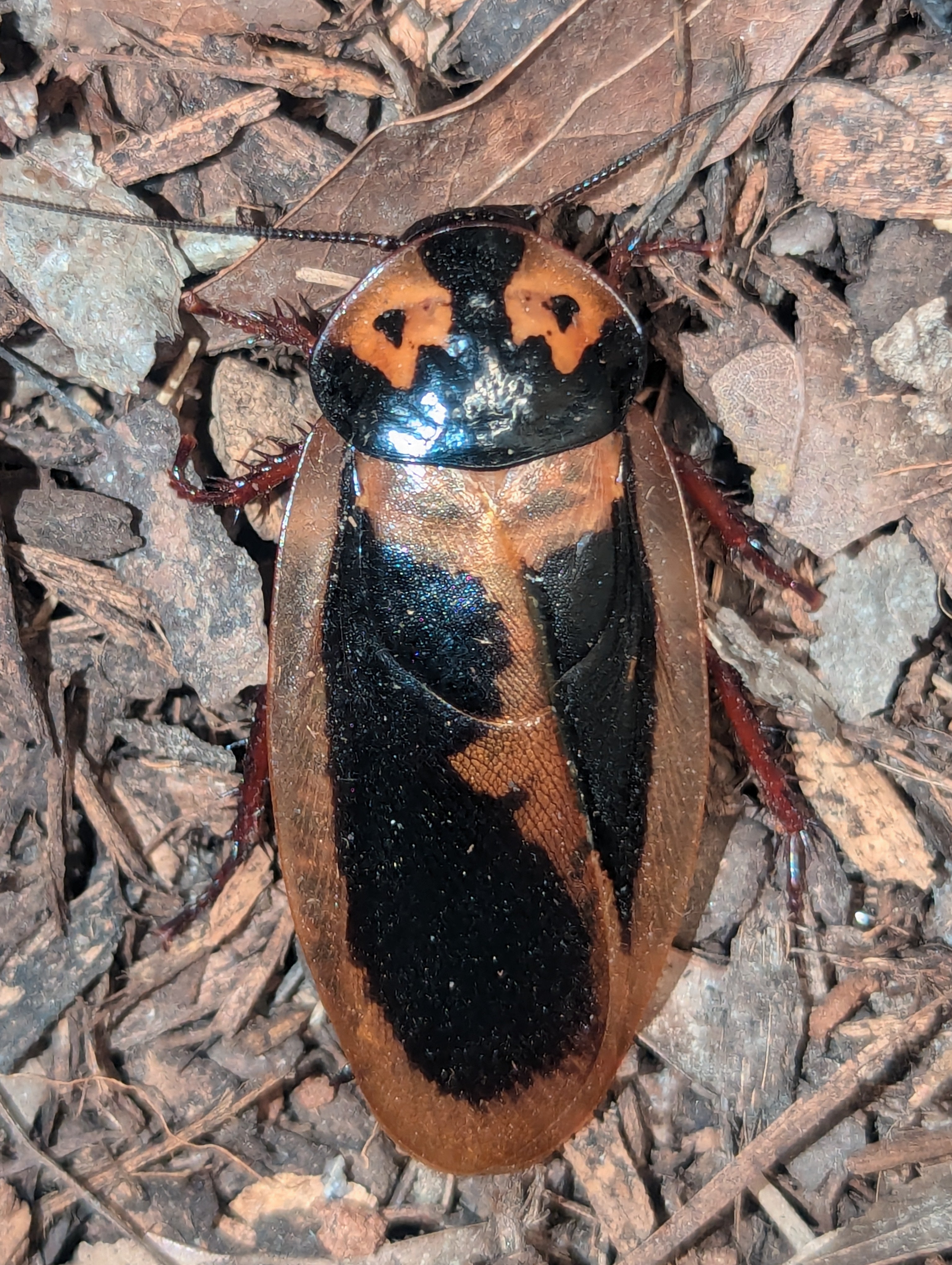 Eublaberus marajoara – Majora's Mask Roach or Ink Splotch Roach | Beautiful Polymorphic Species | Live Arrival Guarantee