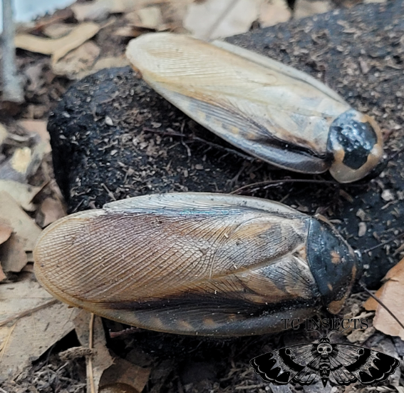 Eublaberus serranus – Headlamp Roach or Pantanal Roach | Distinctive Eublaberus Species | Live Arrival Guarantee