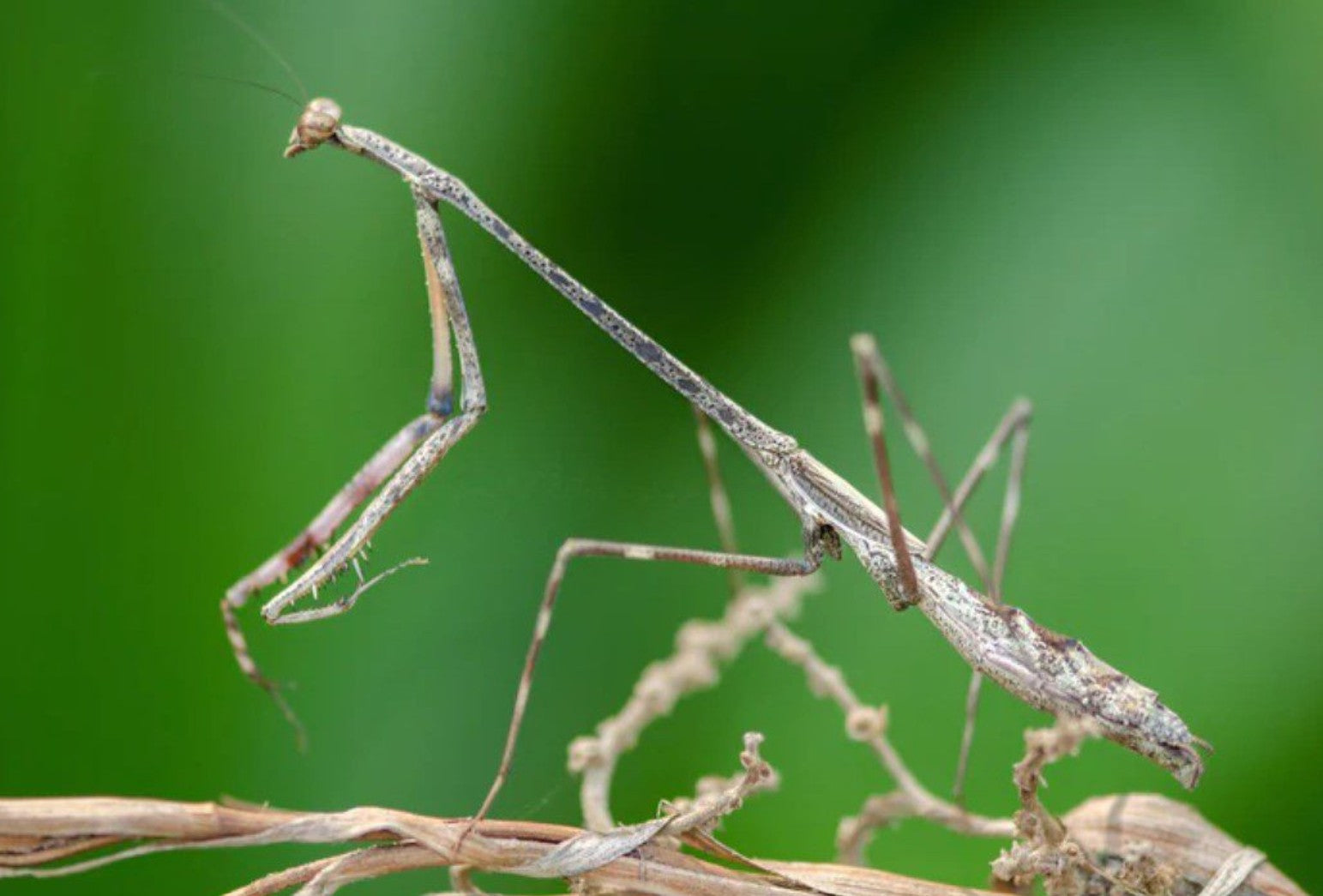 Euchomenella heteroptera - Giraffe Mantis for Sale | Live Arrival Guarantee