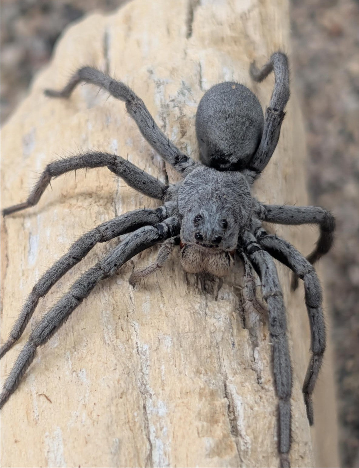 Geolycosa rafaelana – Burrowing Wolf Spider | Live Arrival Guarantee