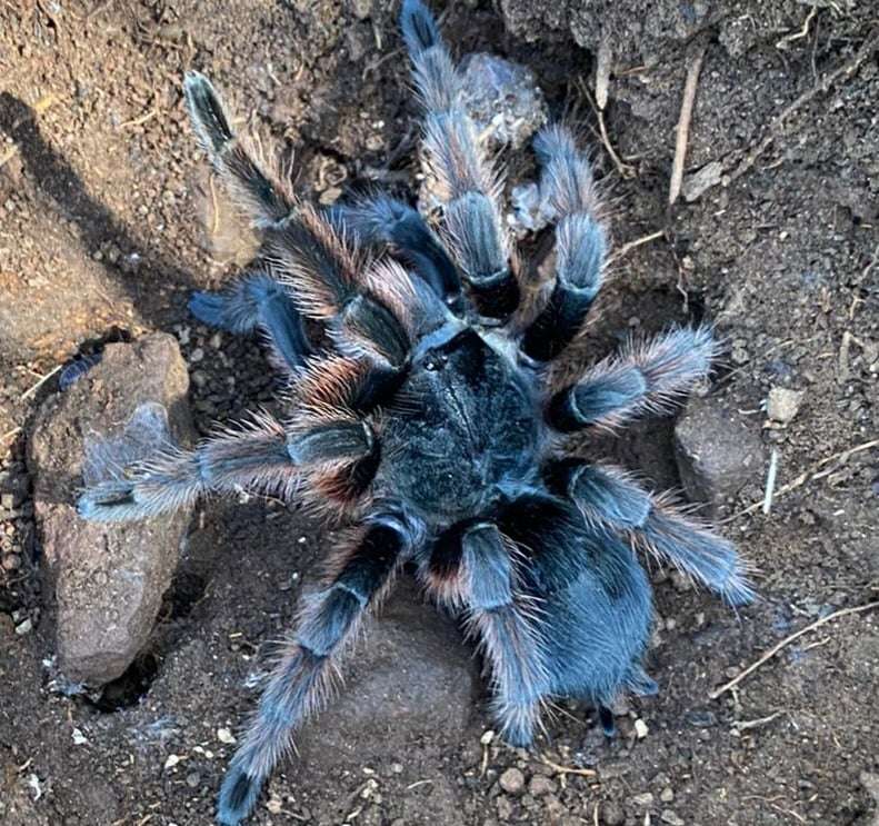 Grammostola anthracina - Brazilian Giant Tawny Red Tarantula for Sale | Live Arrival Guarantee
