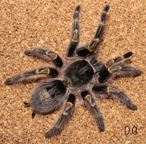Grammostola pulchripes - Chaco Golden Knee Tarantula for Sale | Live Arrival Guarantee