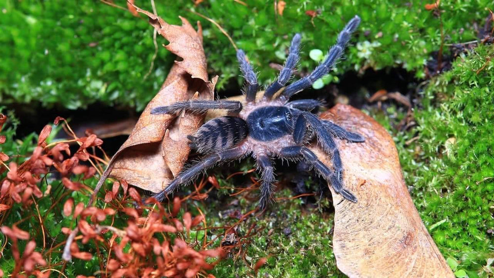 Guyruita cerrado – Brazilian Savannah Dwarf / Brazilian Rock Tarantula | Live Arrival Guarantee